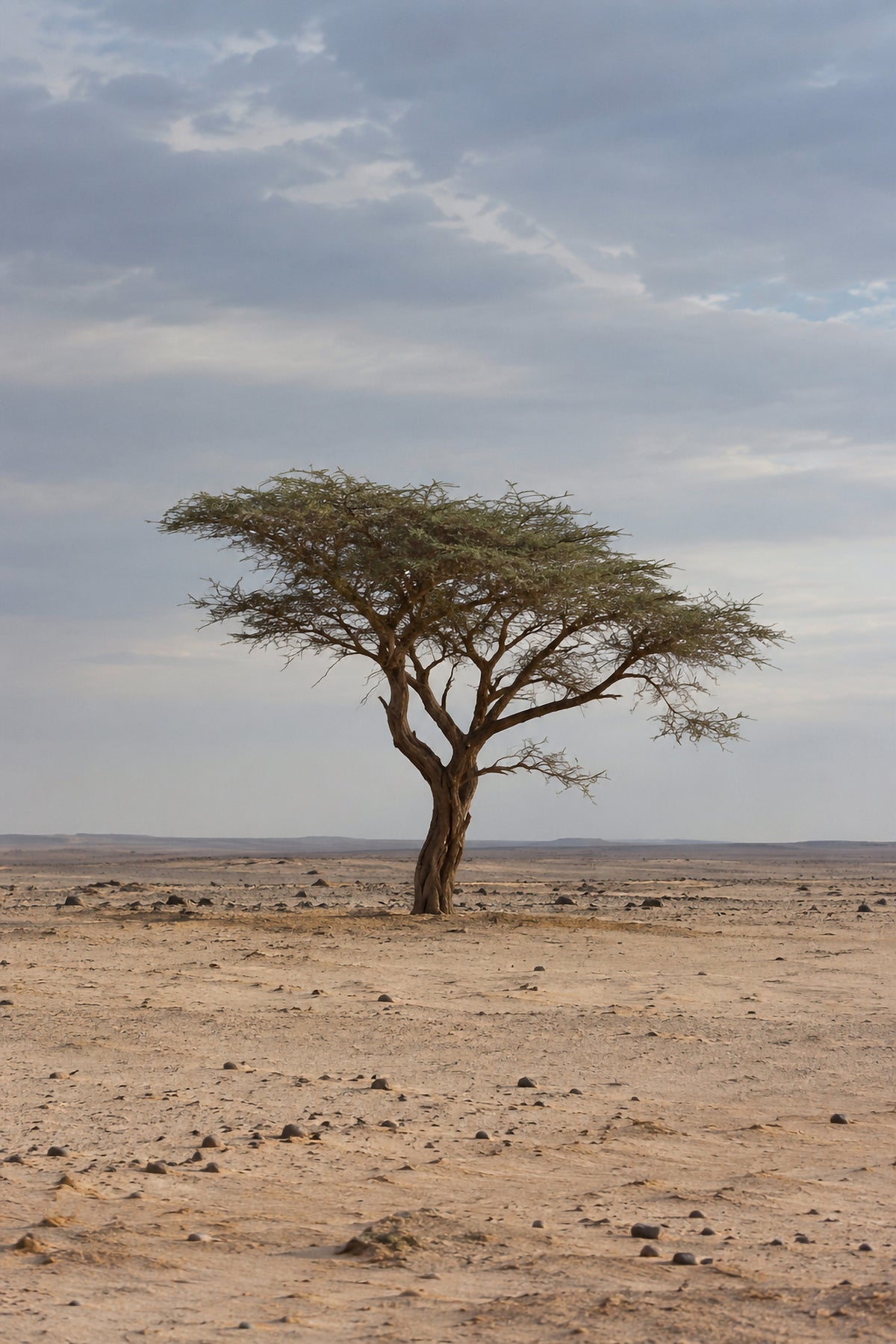 Affiche nature Acacia du Ténéré, Niger — aperçu
