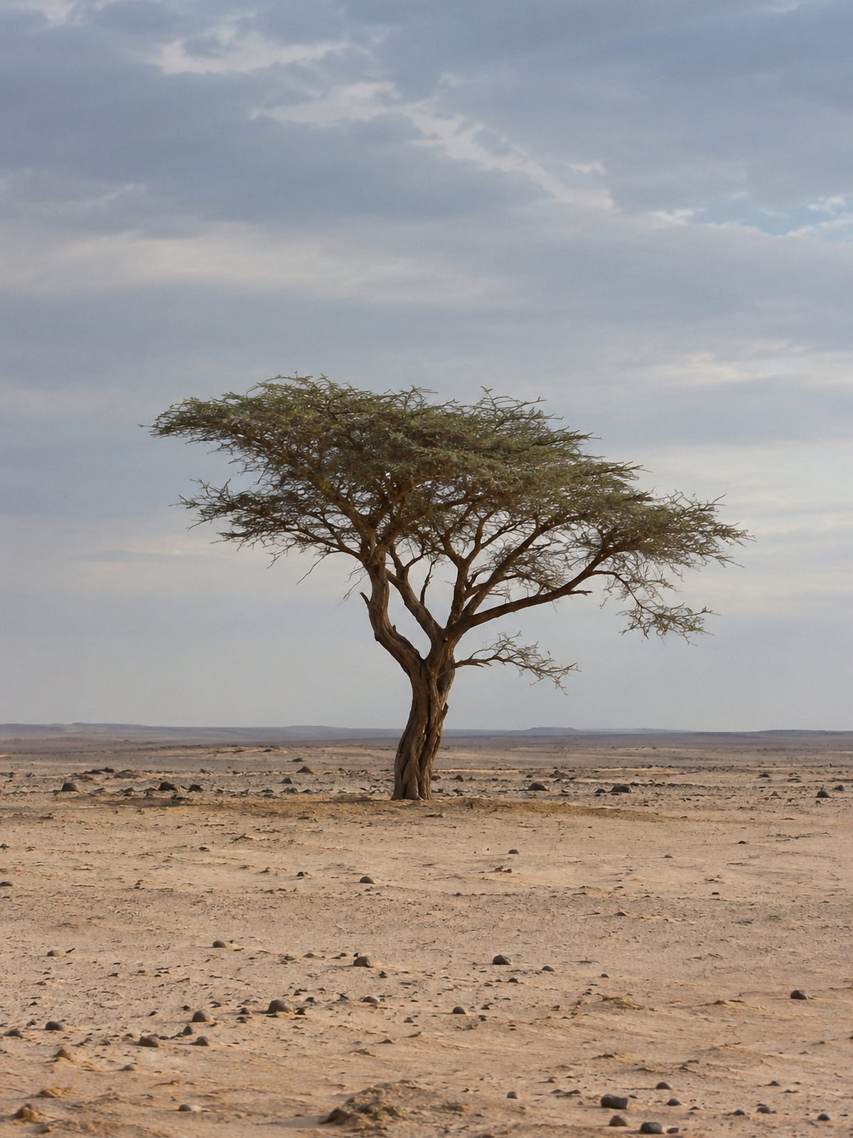 Poster encadré Acacia du Tenere, Niger — photo 2