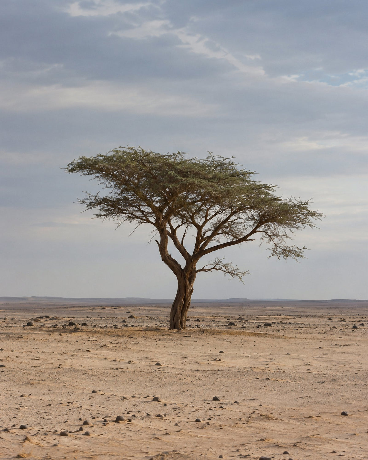 Poster encadré Acacia du Tenere, Niger — photo 3