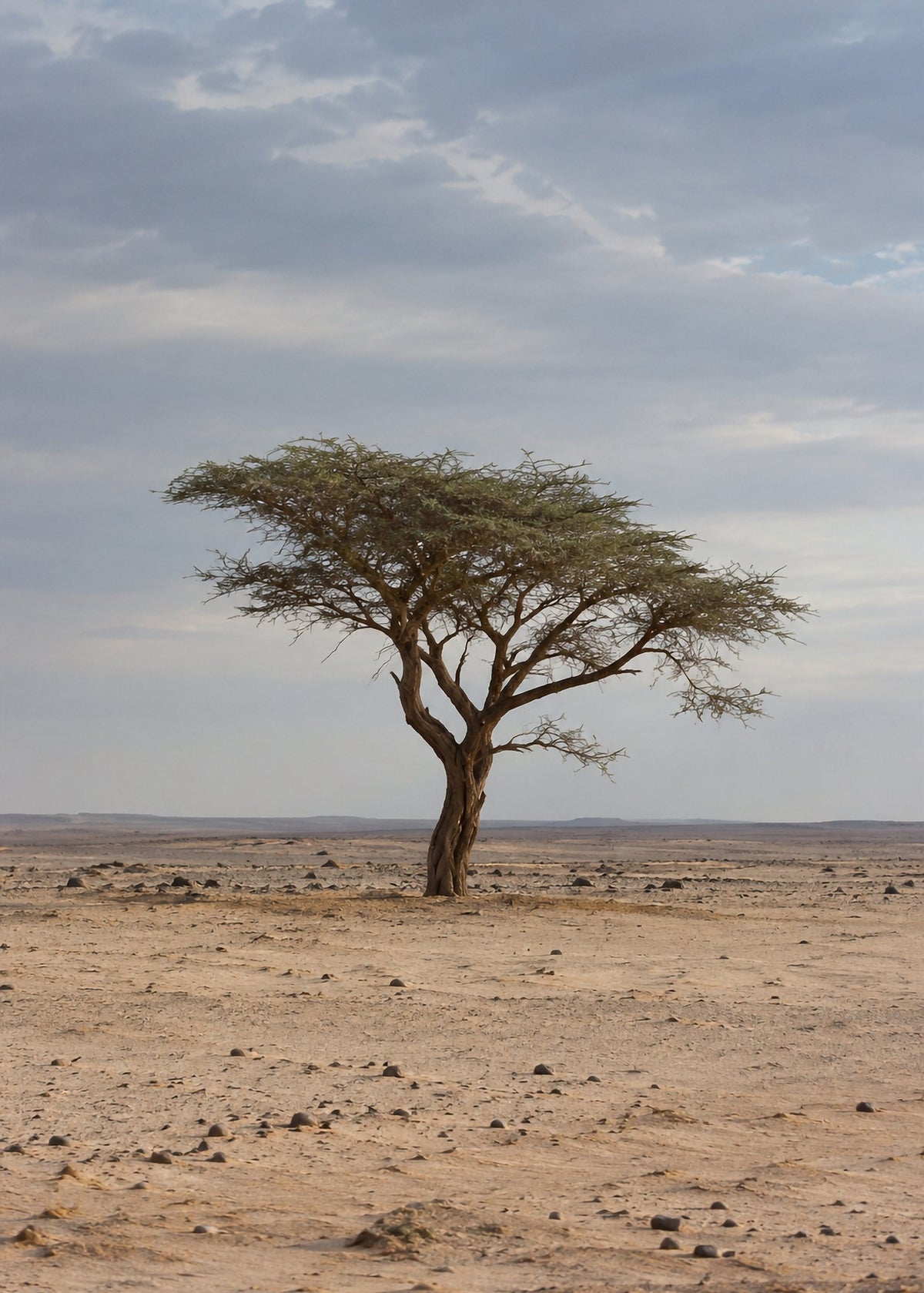 Poster encadré Acacia du Tenere, Niger — photo 4