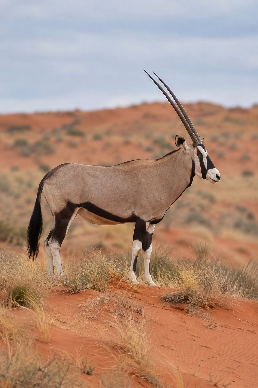 Poster encadré Kalahari et oryx — photo 1
