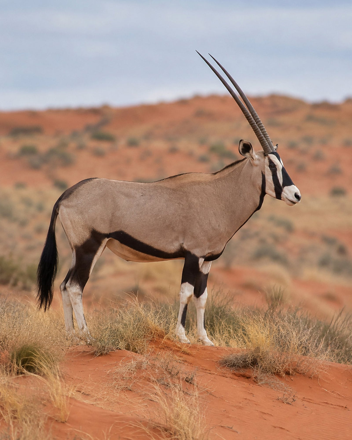 Poster encadré Kalahari et oryx — photo 3