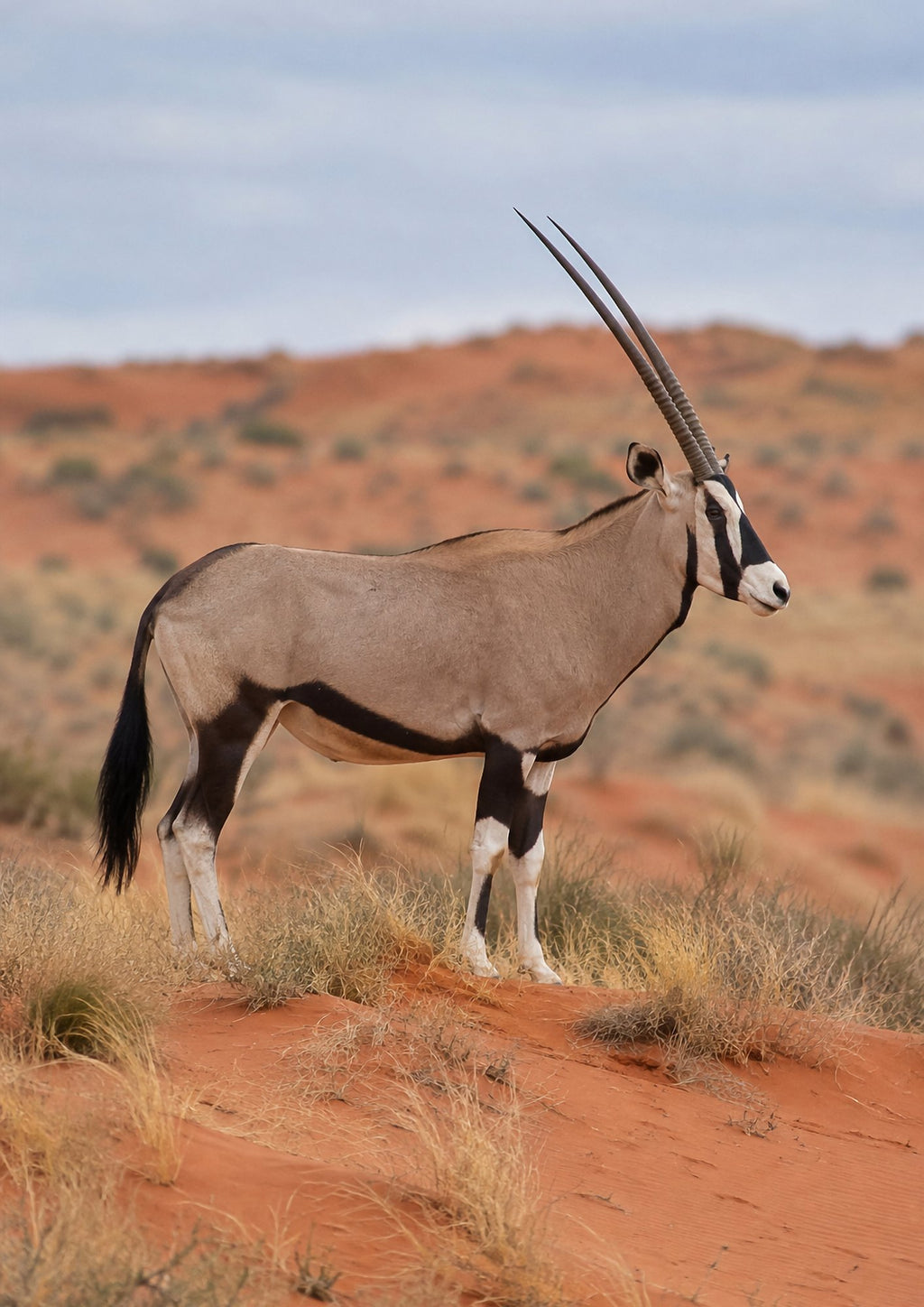 Poster encadré Kalahari et oryx — photo 5