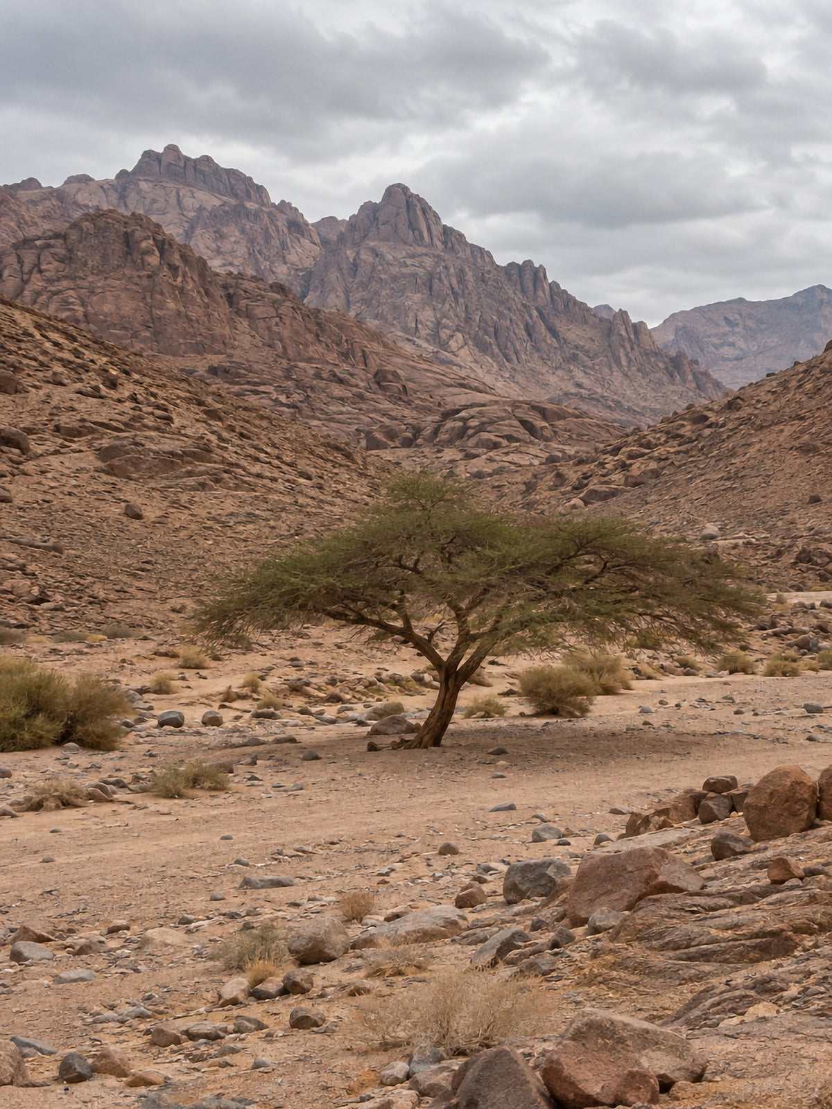 Poster encadré Desert du Sinai — photo 2