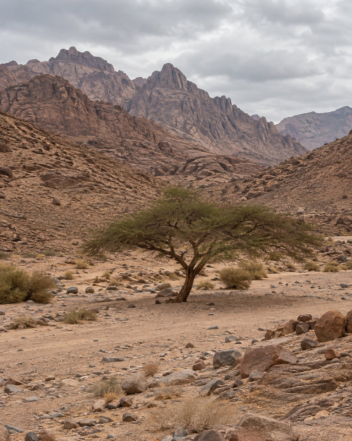 Poster encadré Desert du Sinai — photo 3