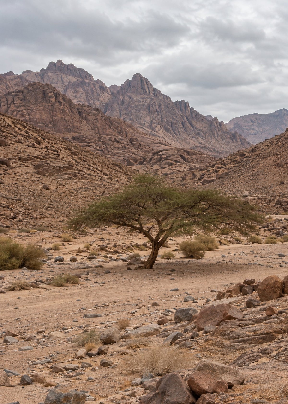 Poster encadré Desert du Sinai — photo 4