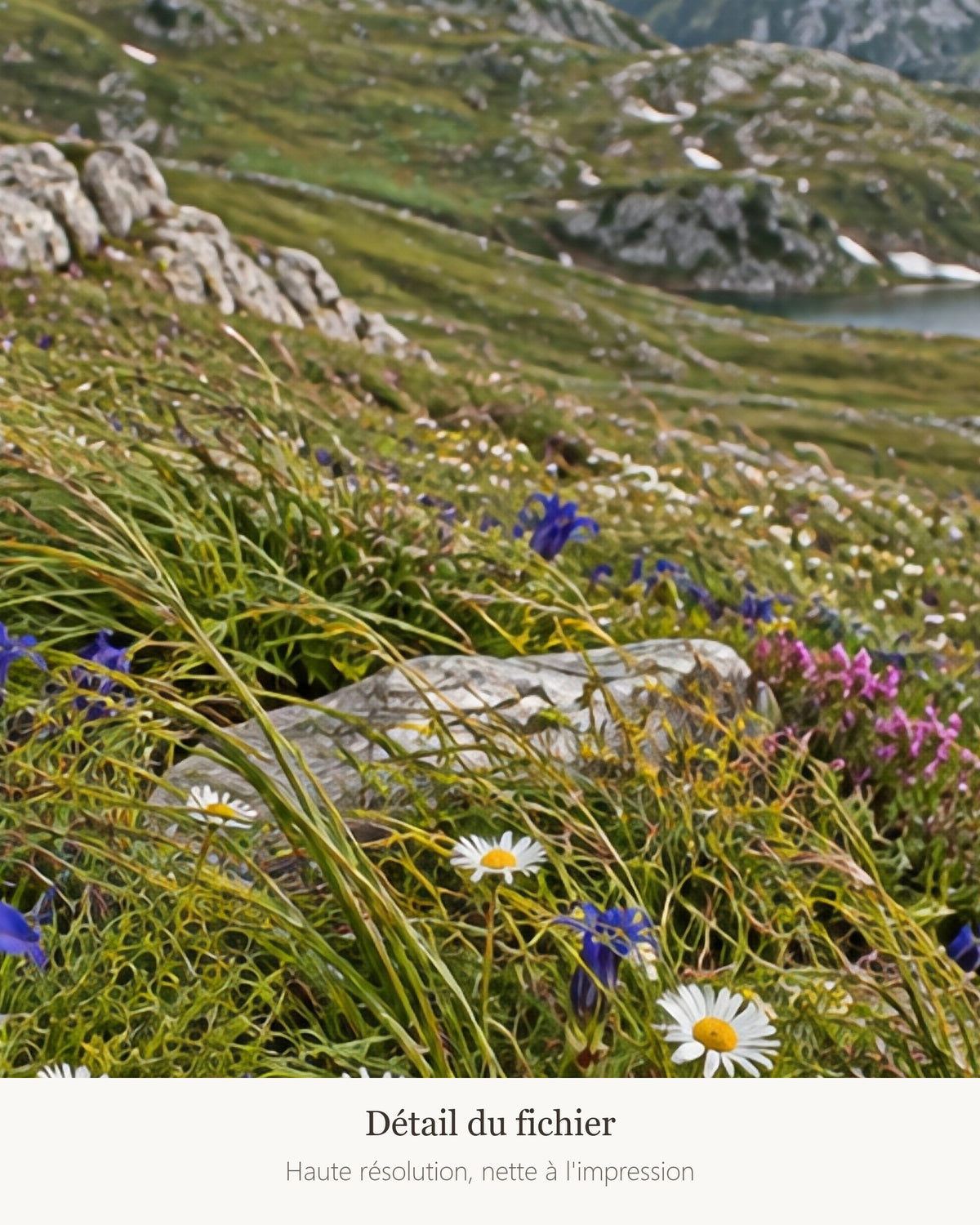 Poster Prairie alpine en fleurs — détail de l'illustration