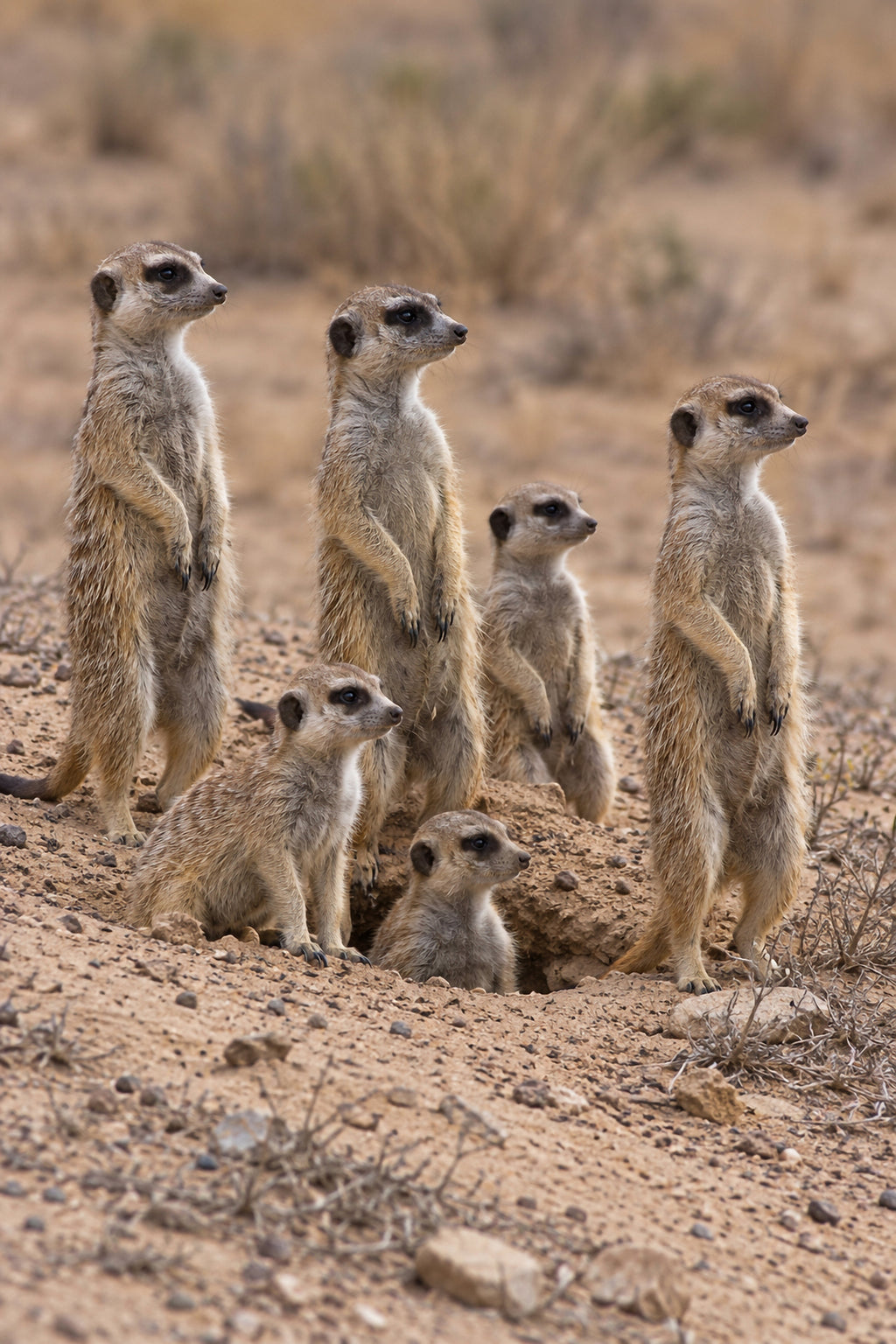 Affiche animaux sauvages Suricates — aperçu