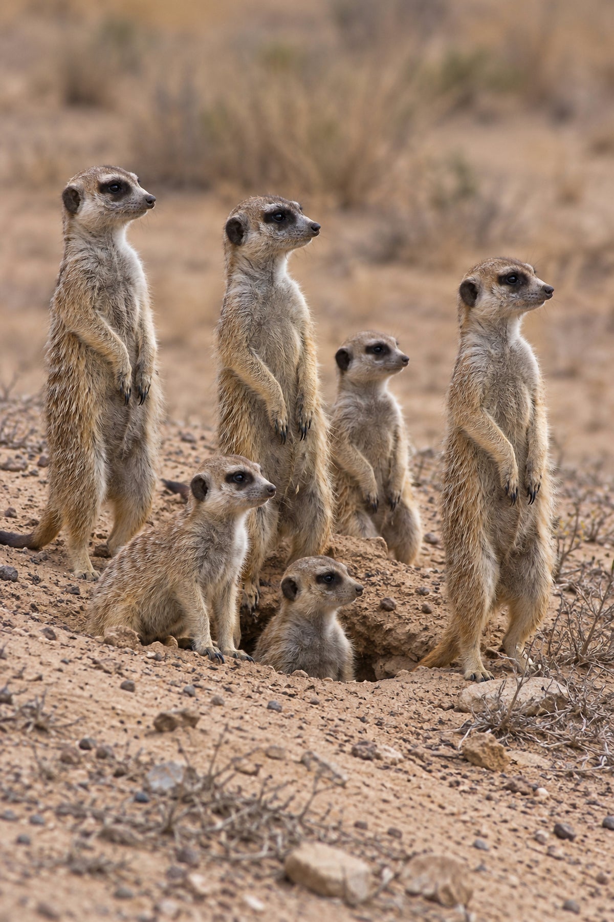 Affiche animaux sauvages Suricates — aperçu