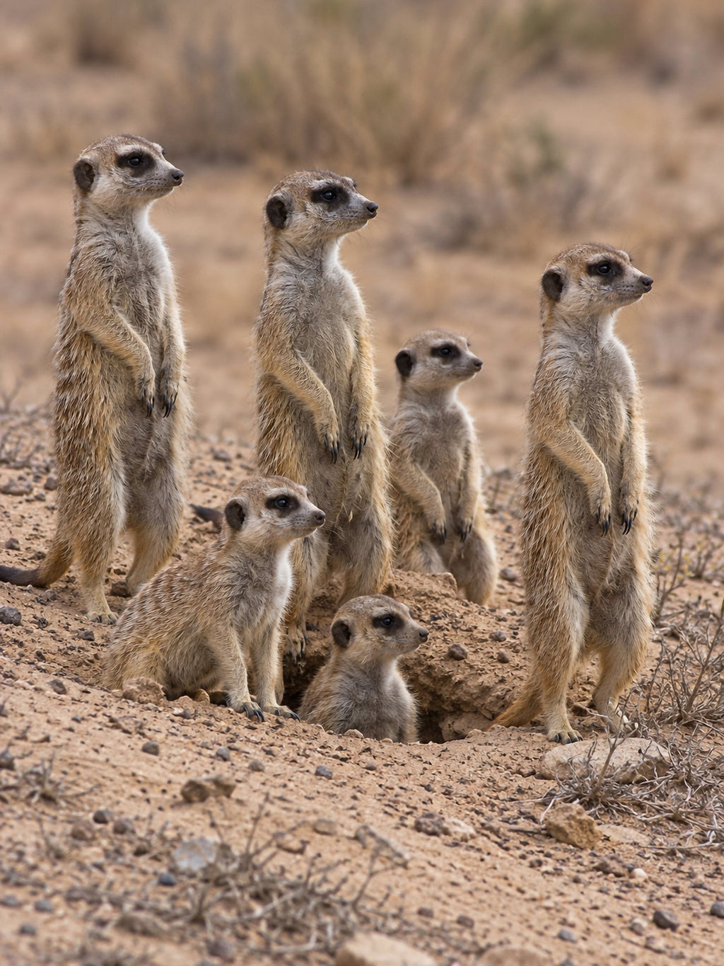 Poster encadré Suricates — photo 2