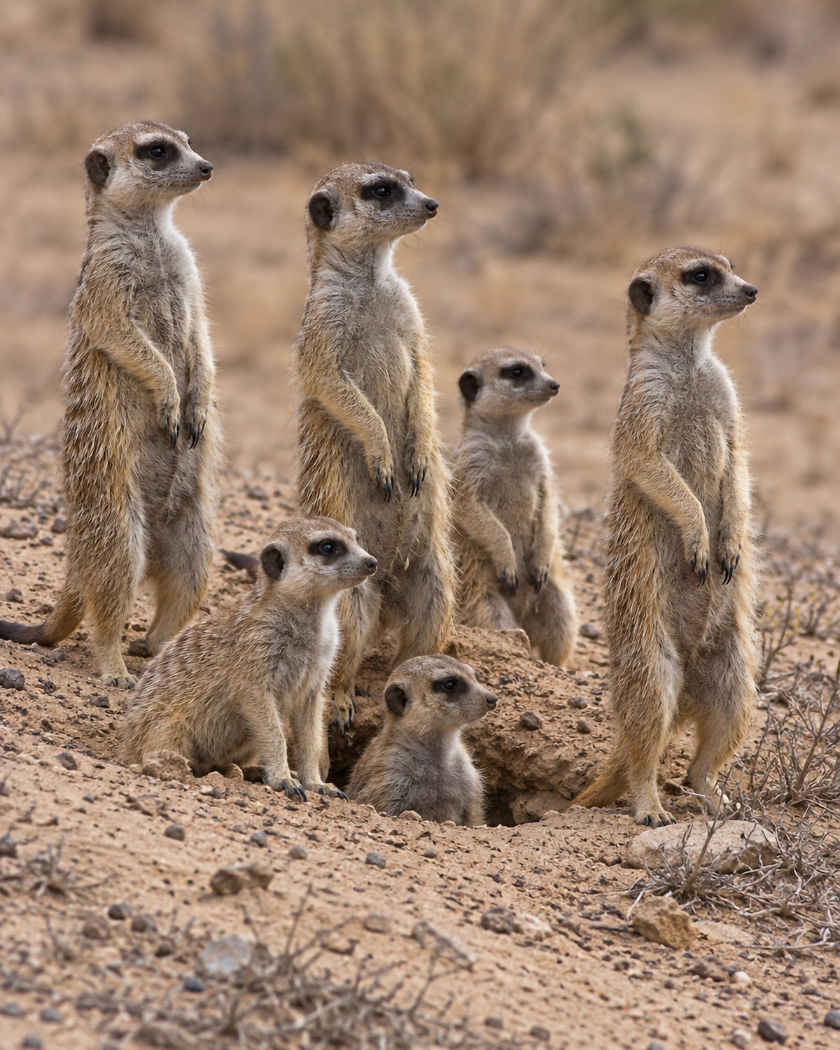 Poster encadré Suricates — photo 3