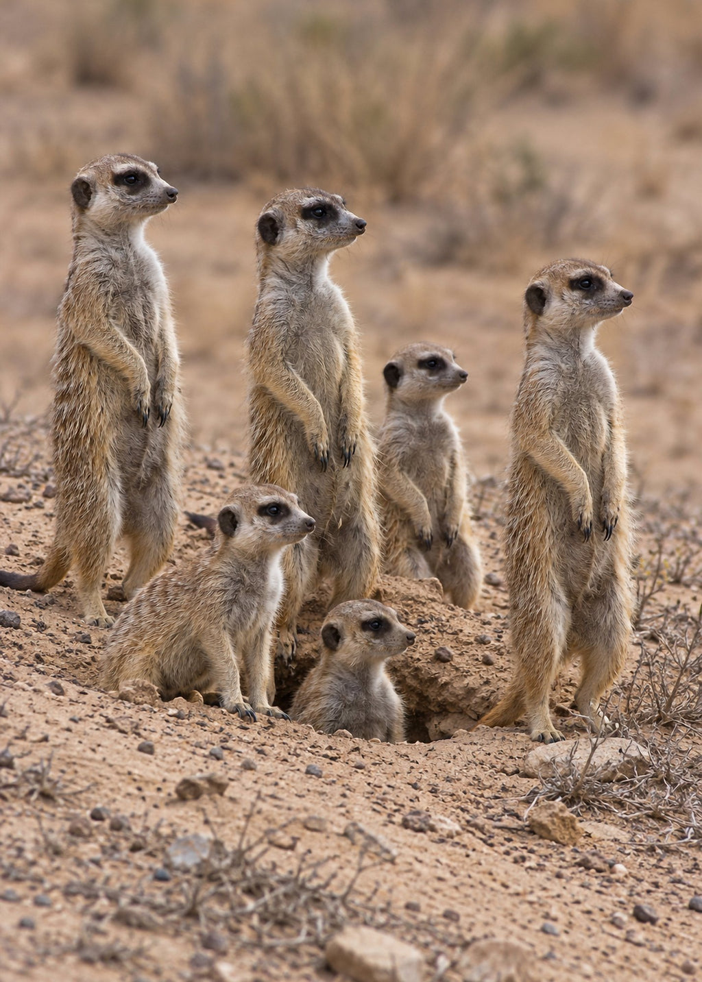 Poster encadré Suricates — photo 4