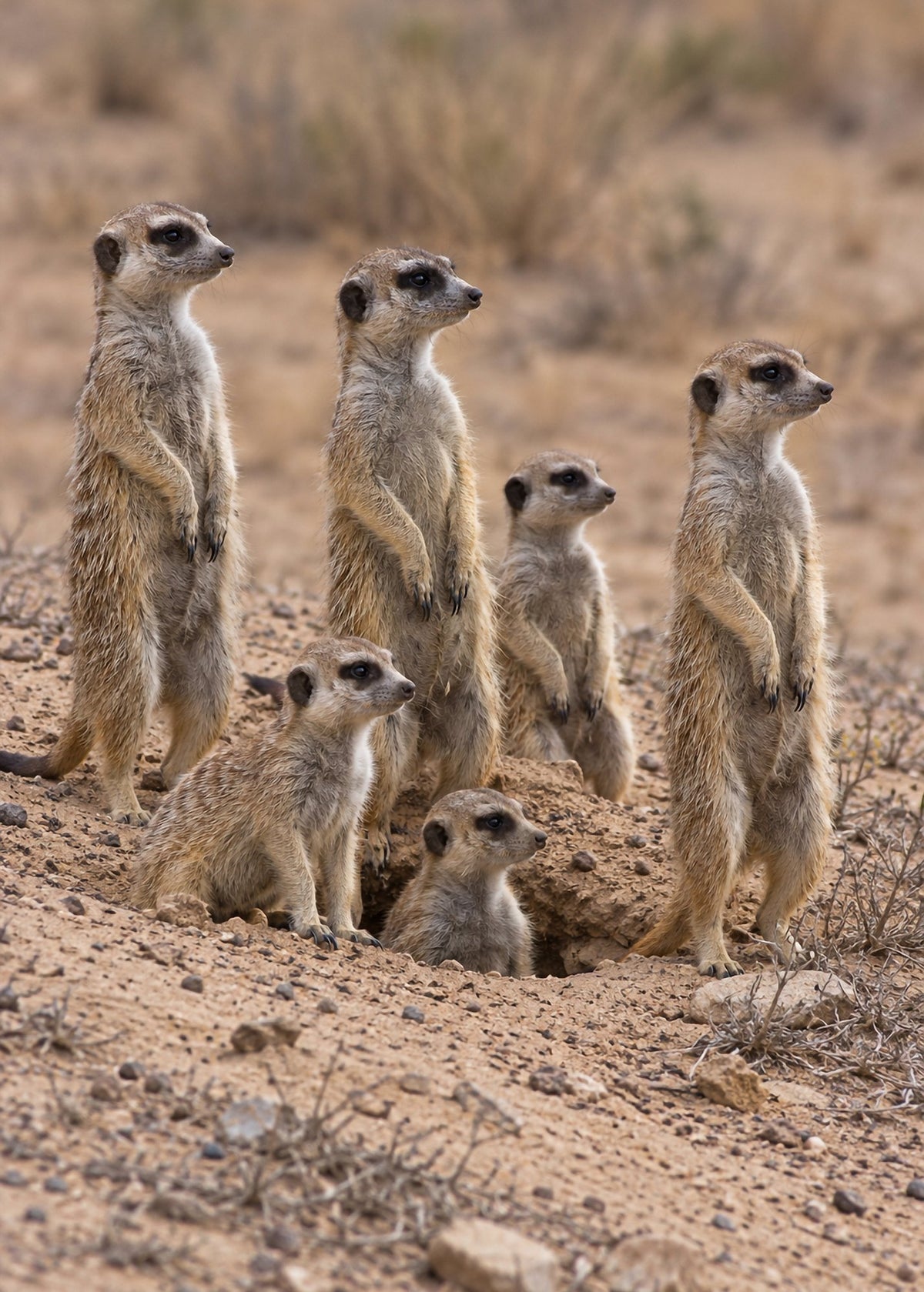 Poster encadré Suricates — photo 4