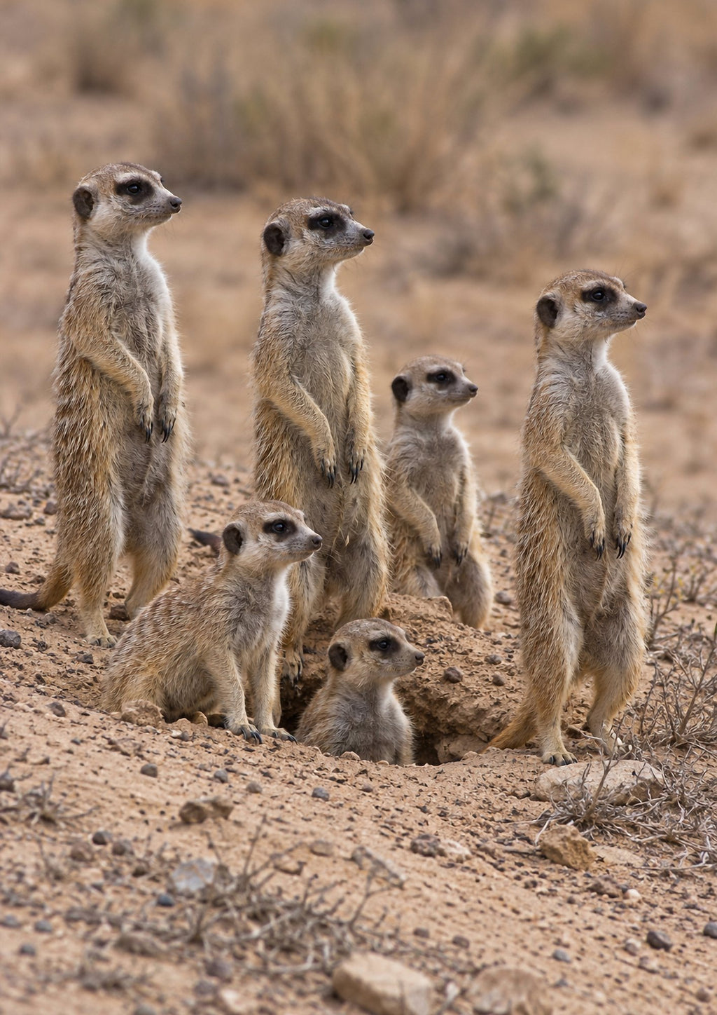 Poster encadré Suricates — photo 5