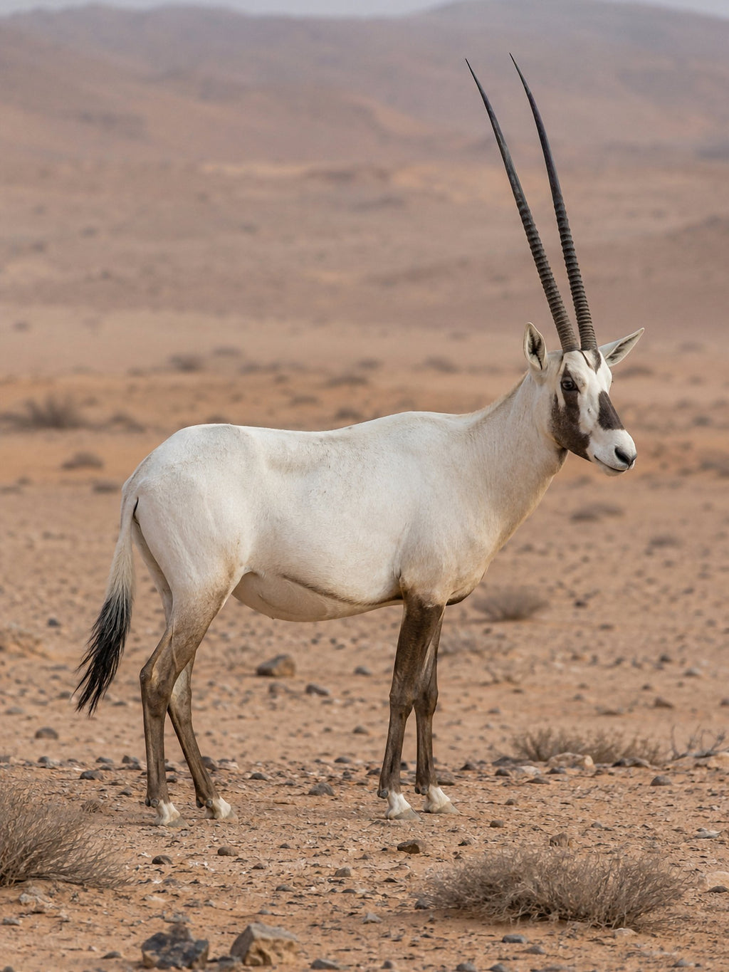 Poster encadré Oryx d'Arabie — photo 2