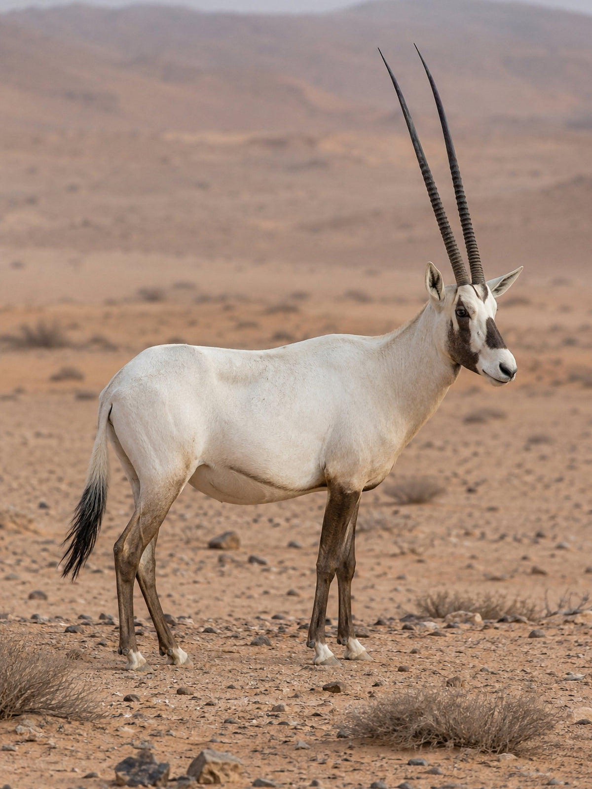 Poster encadré Oryx d'Arabie — photo 2