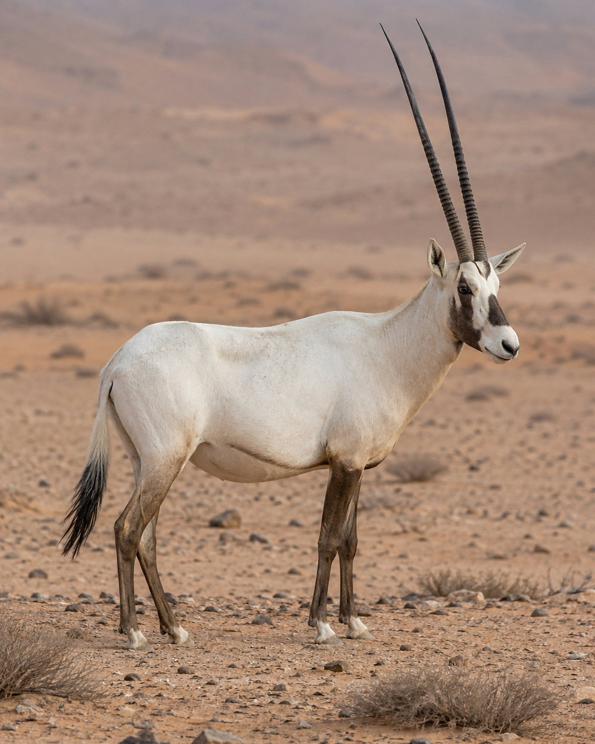 Poster encadré Oryx d'Arabie — photo 3