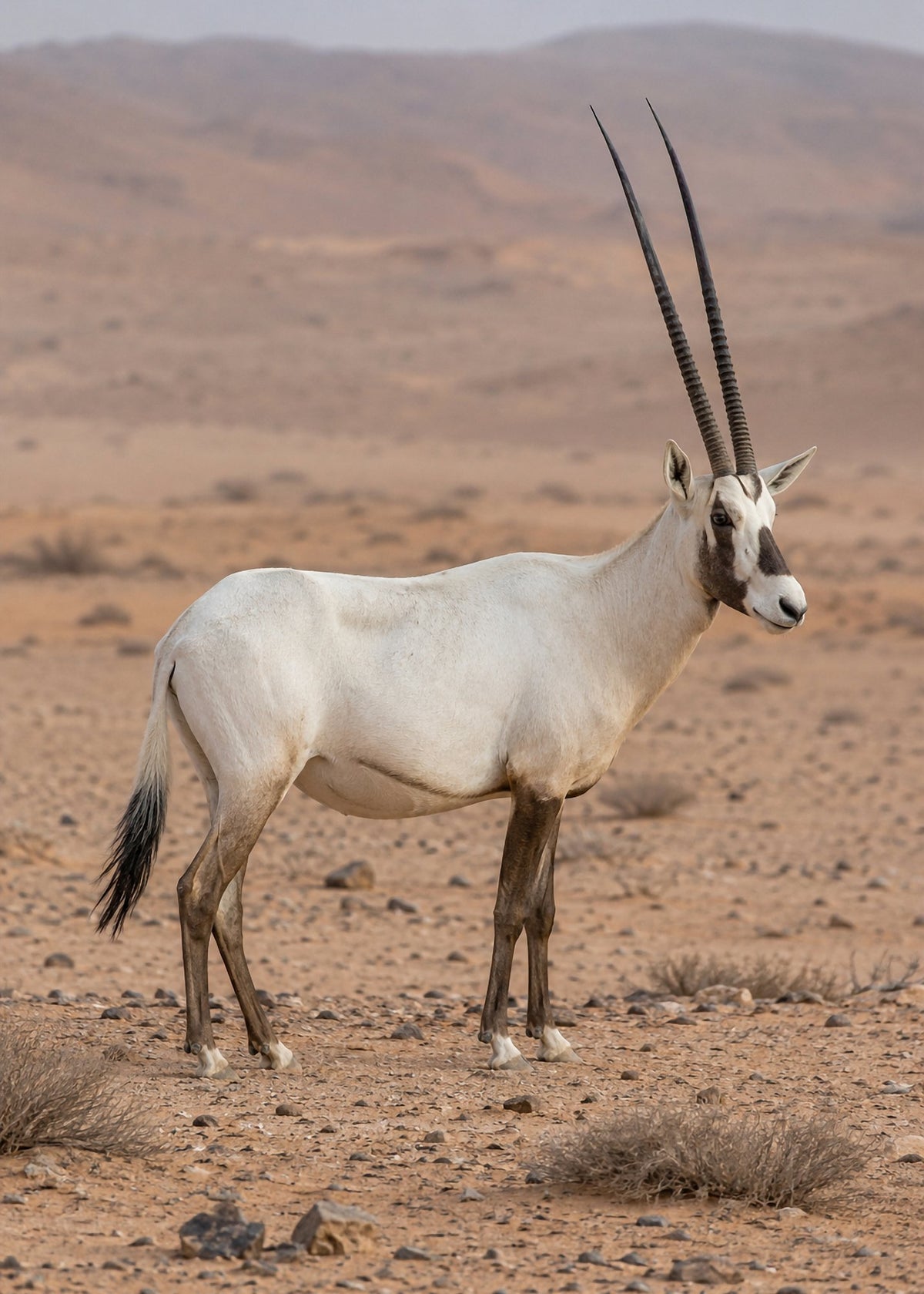 Poster encadré Oryx d'Arabie — photo 4