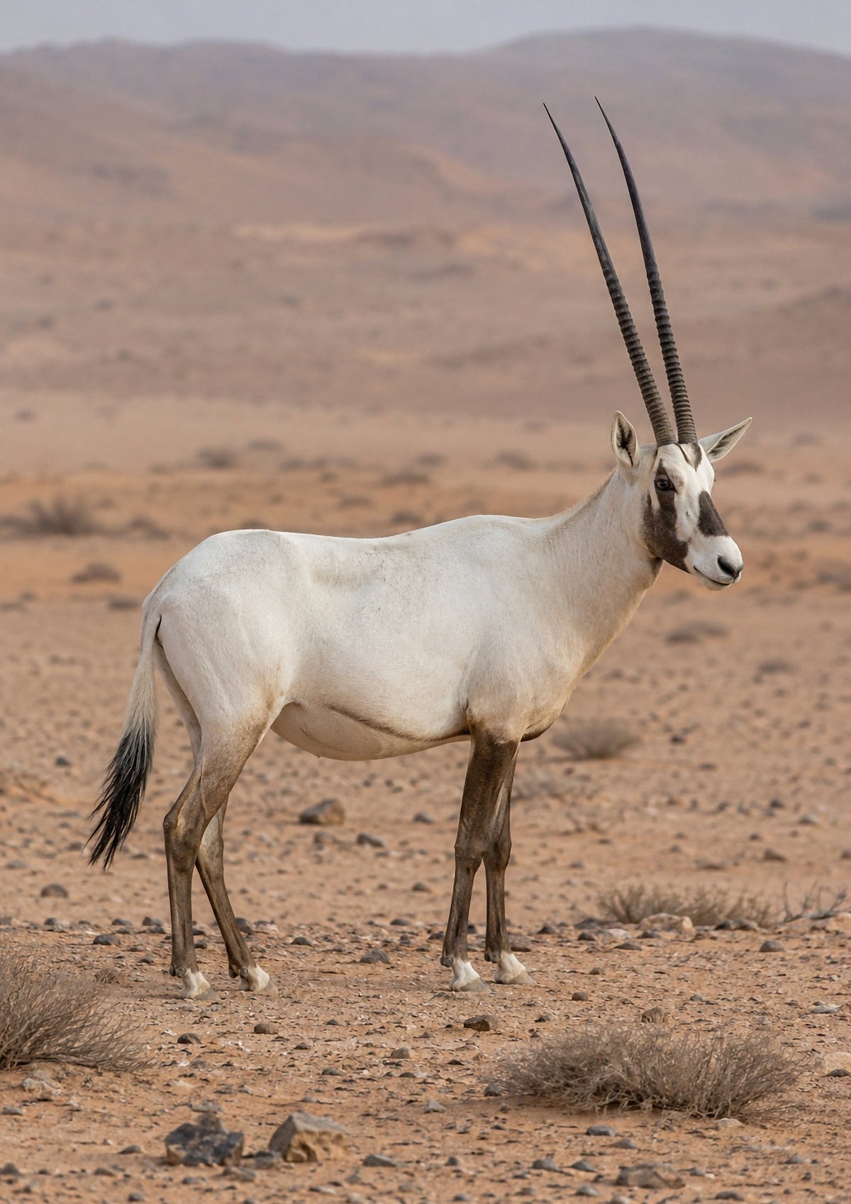 Poster encadré Oryx d'Arabie — photo 5