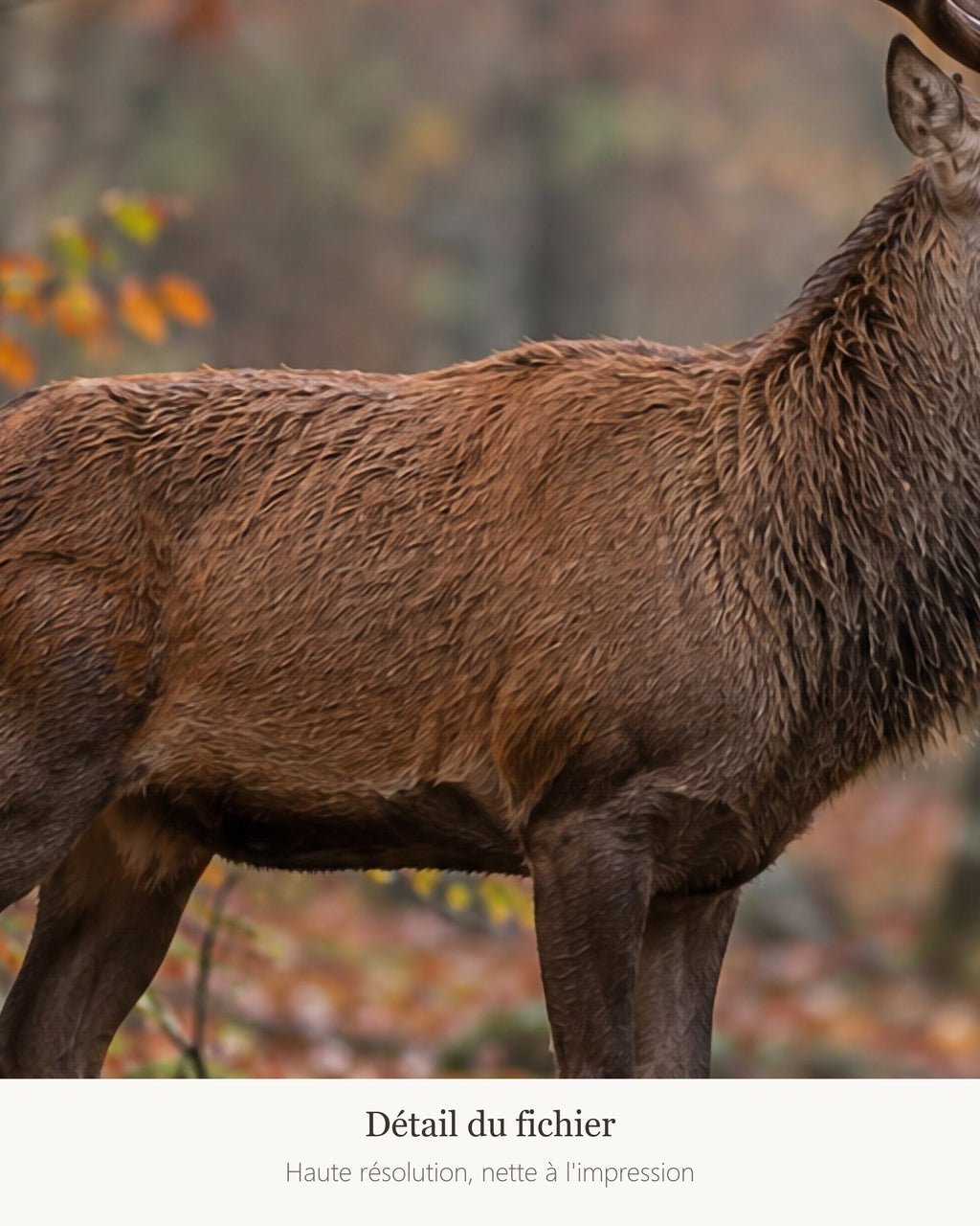 Poster Cerf en forêt d'automne — détail de l'illustration