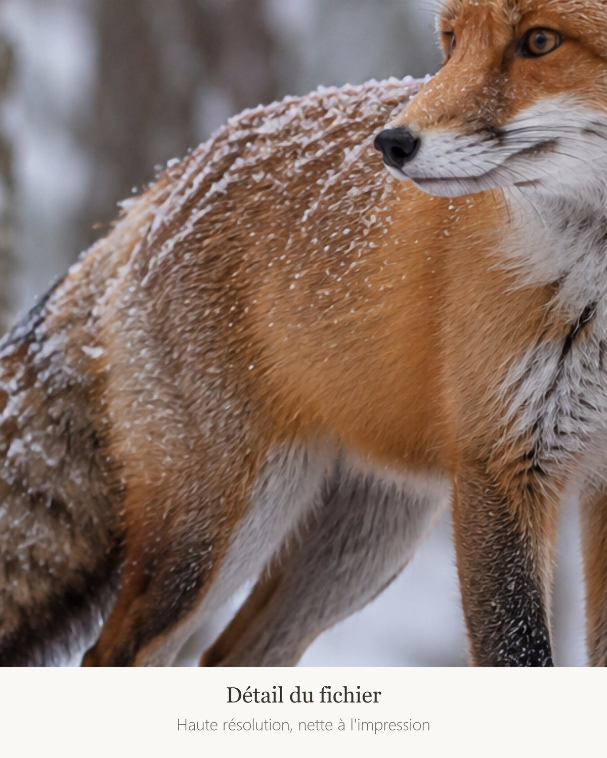 Poster Renard dans la neige — détail de l'illustration