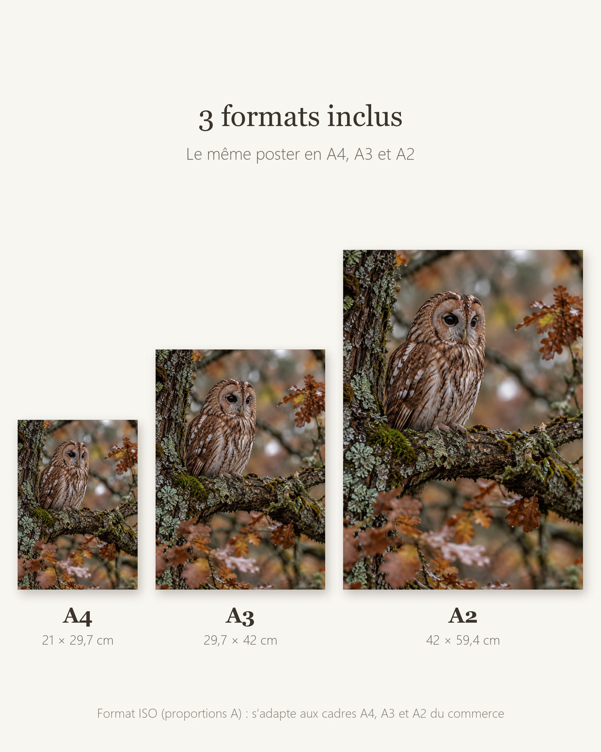 Poster Chouette hulotte — formats A4, A3 et A2