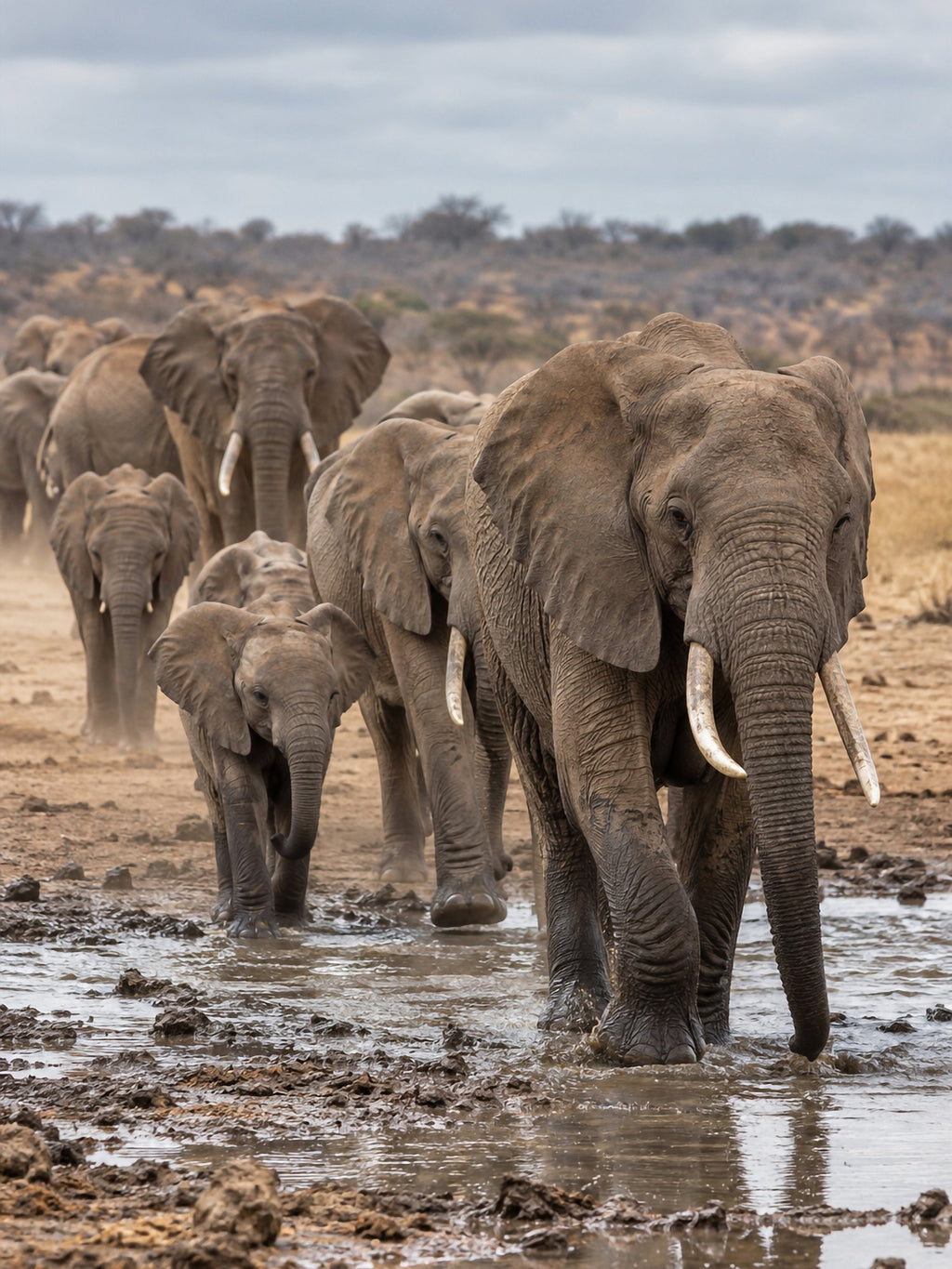 Poster encadré Elephants au point d'eau — photo 2