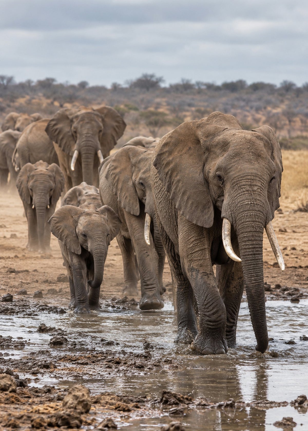 Poster encadré Elephants au point d'eau — photo 4