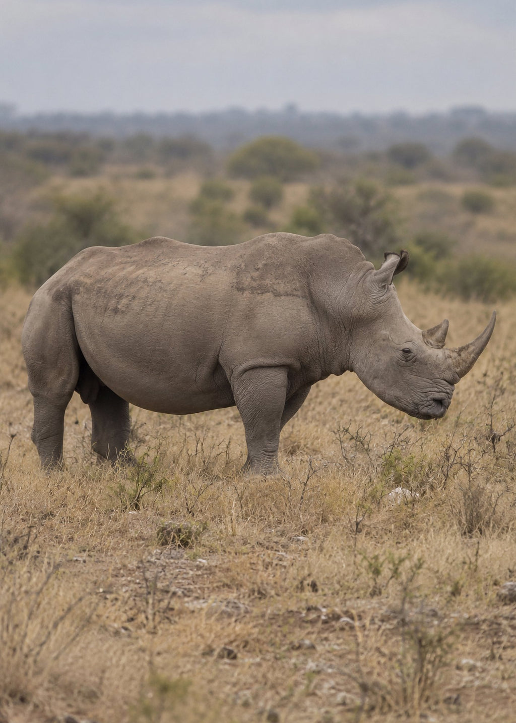 Poster encadré Rhinoceros blanc — photo 4