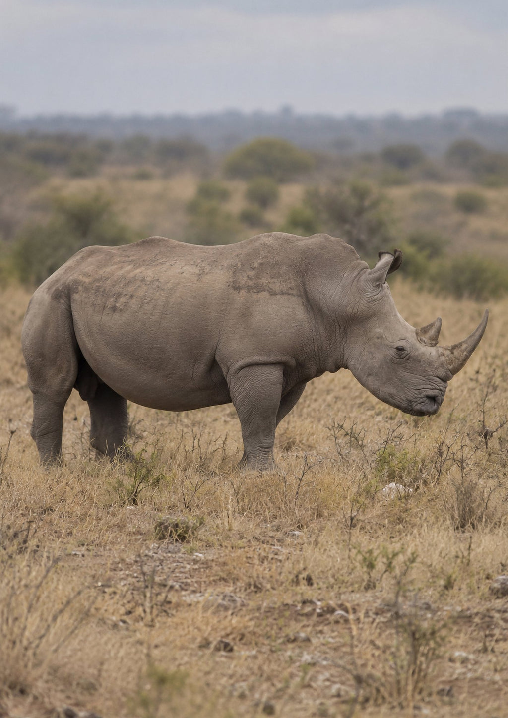 Poster encadré Rhinoceros blanc — photo 5