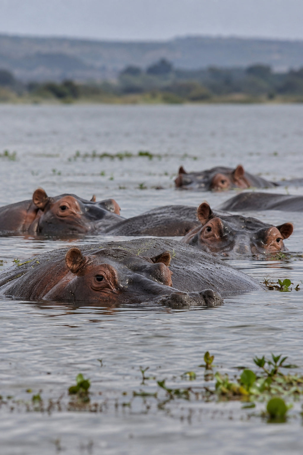 Affiche animaux sauvages Hippopotames — aperçu