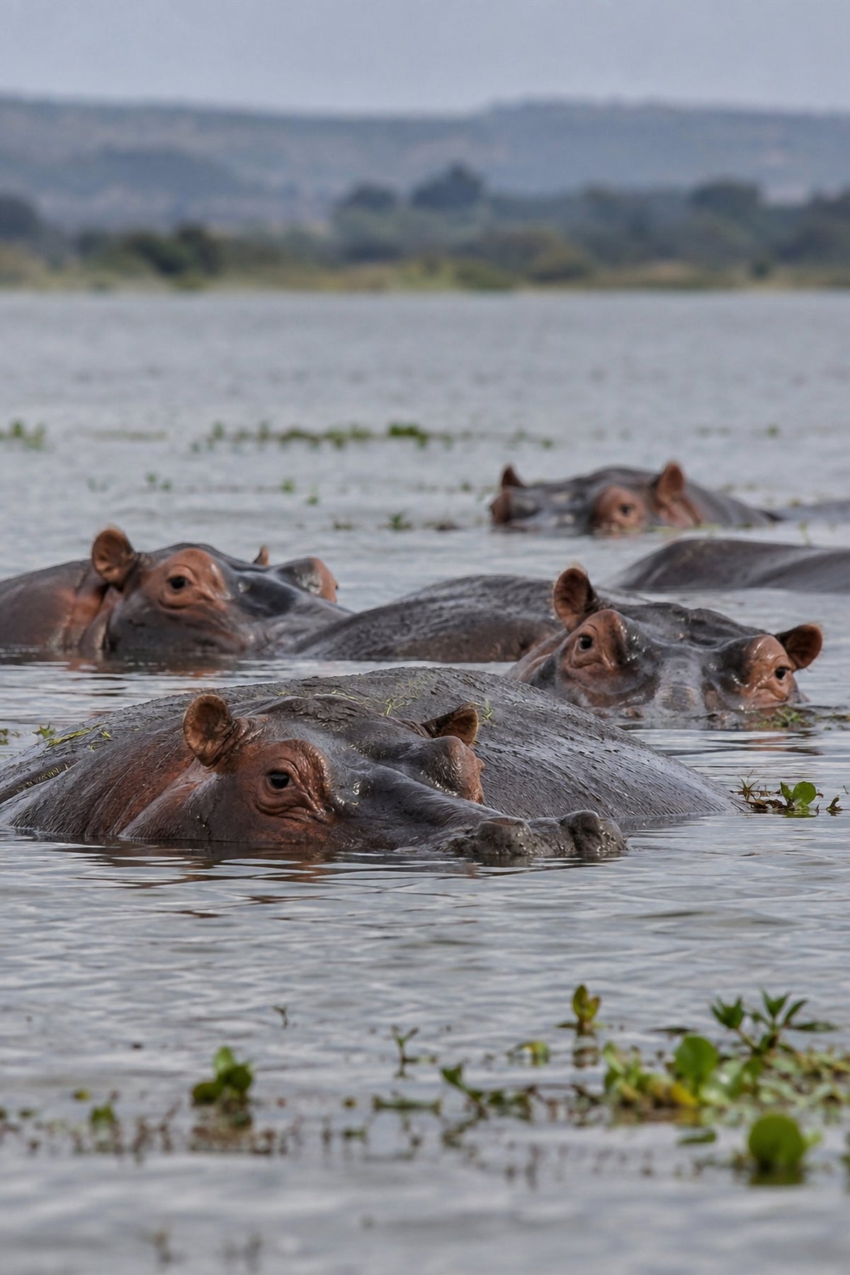 Poster encadré Hippopotames — photo 1