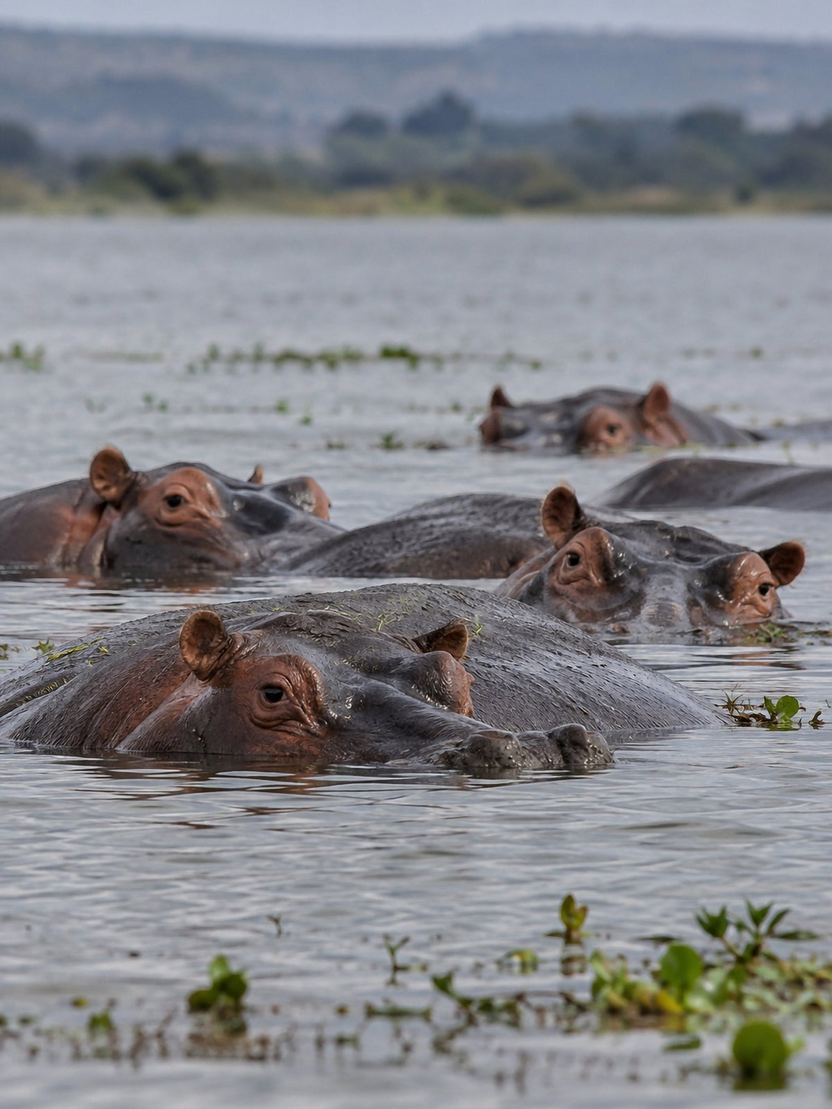 Poster encadré Hippopotames — photo 2