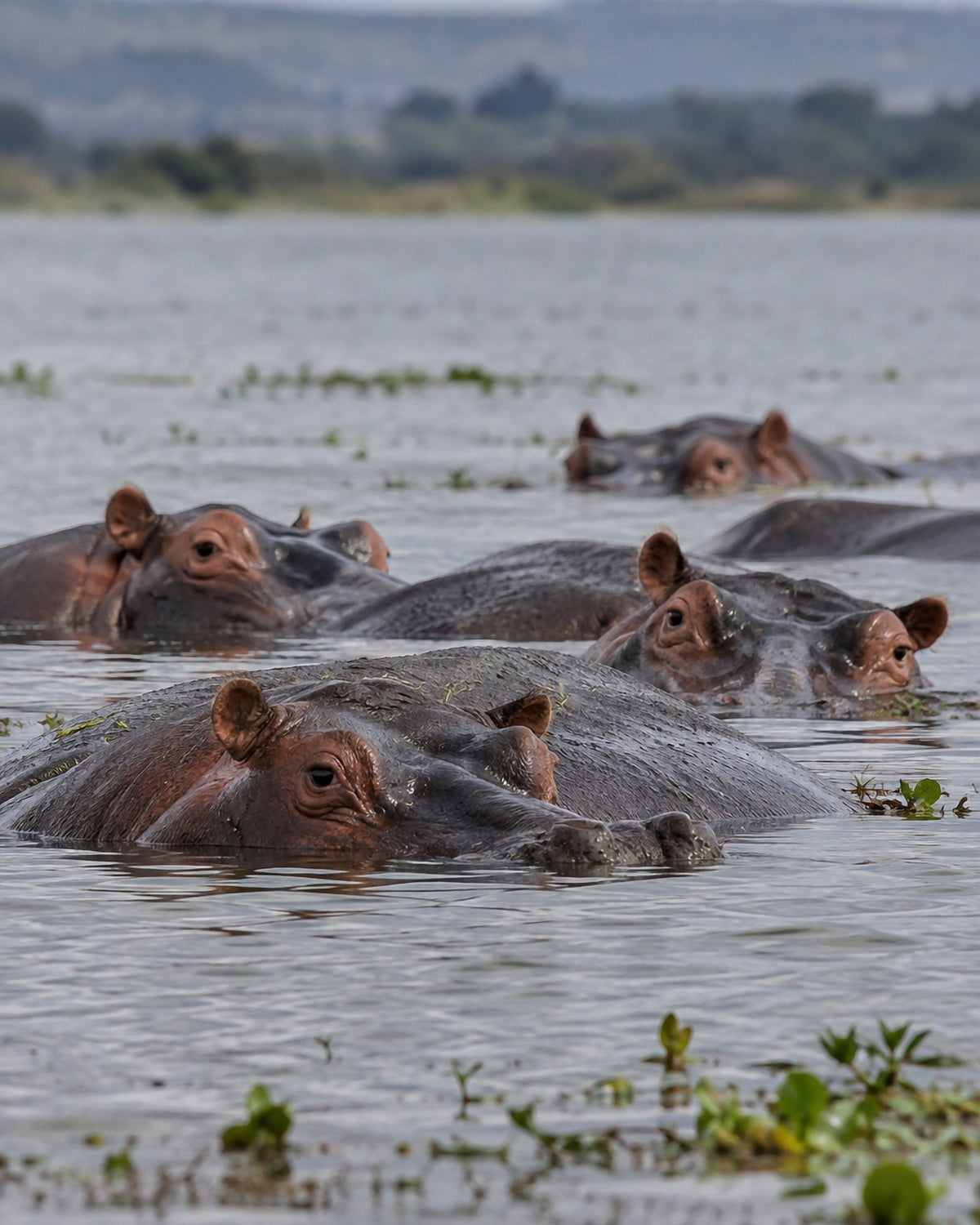 Poster encadré Hippopotames — photo 3