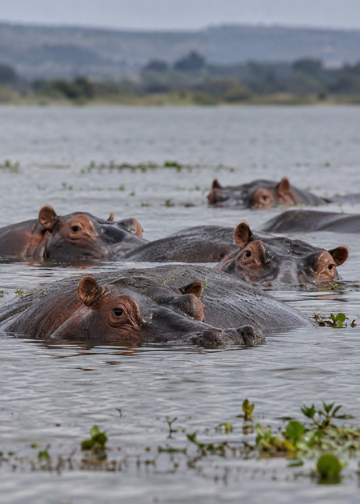 Poster encadré Hippopotames — photo 4