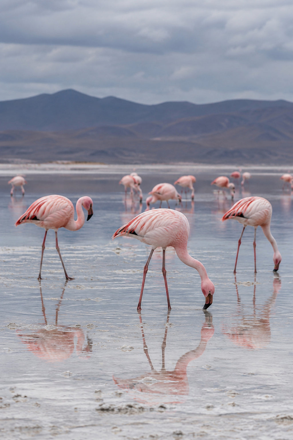 Affiche animaux sauvages Flamants roses, lac salé — aperçu