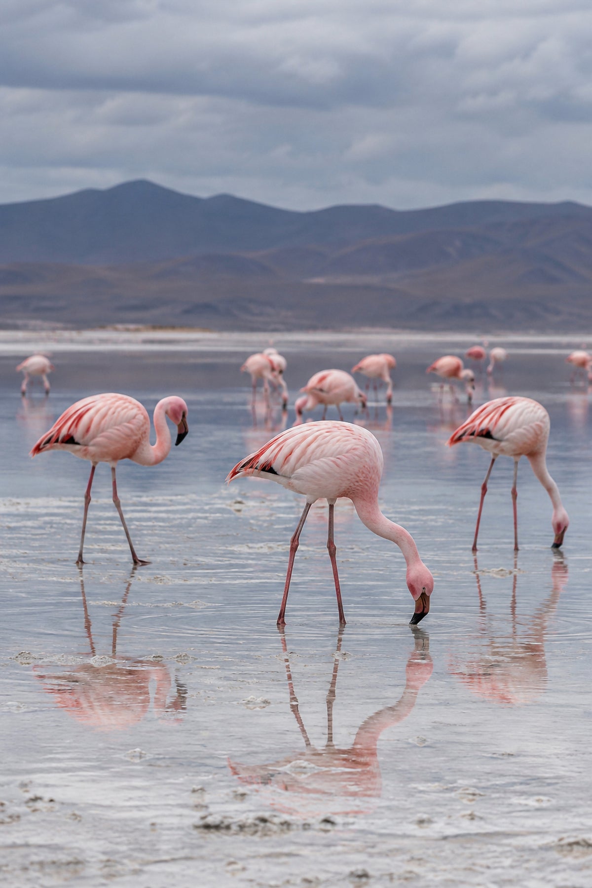 Affiche animaux sauvages Flamants roses, lac salé — aperçu