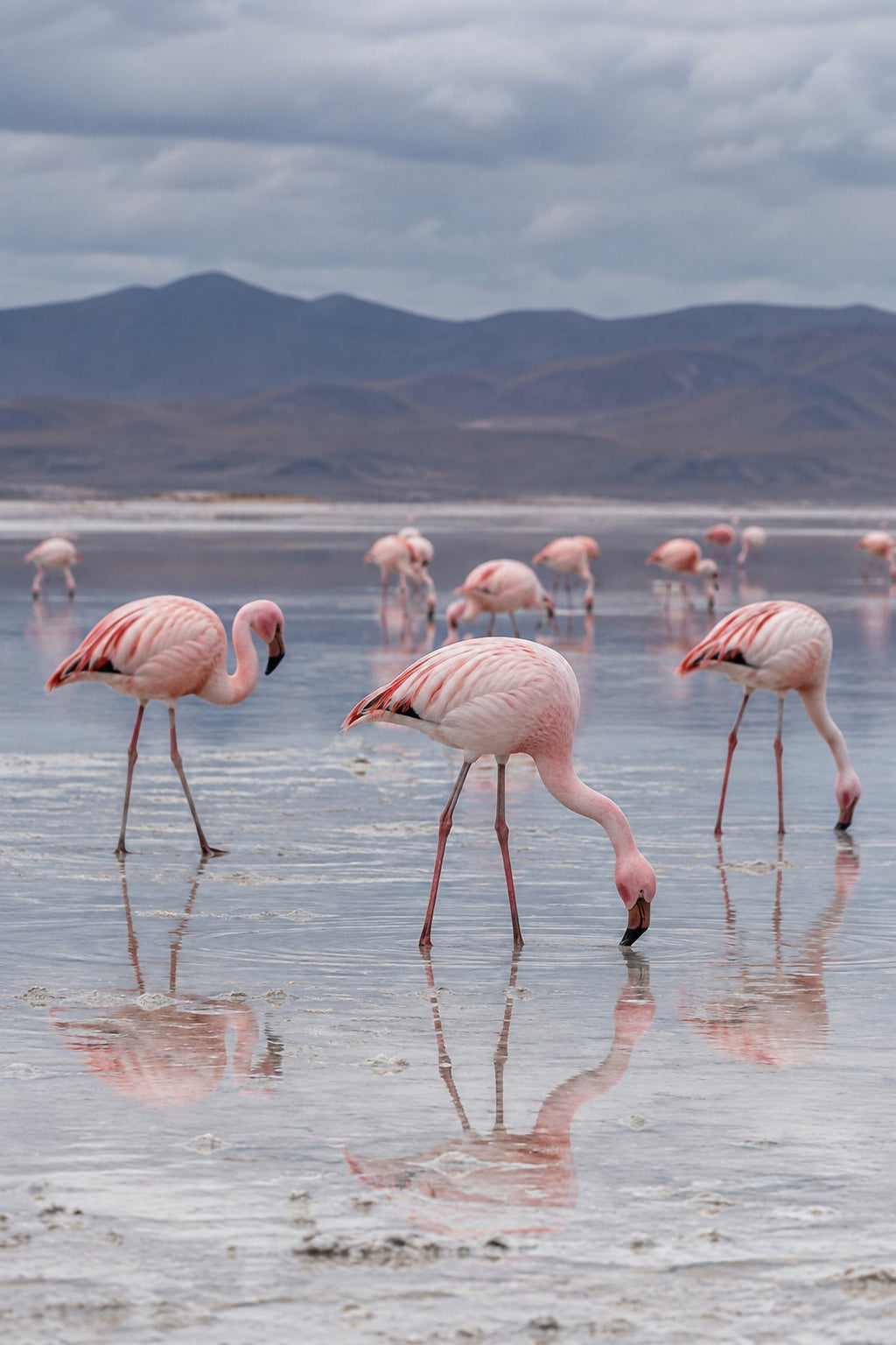 Poster encadré Flamants roses, lac sale — photo 1