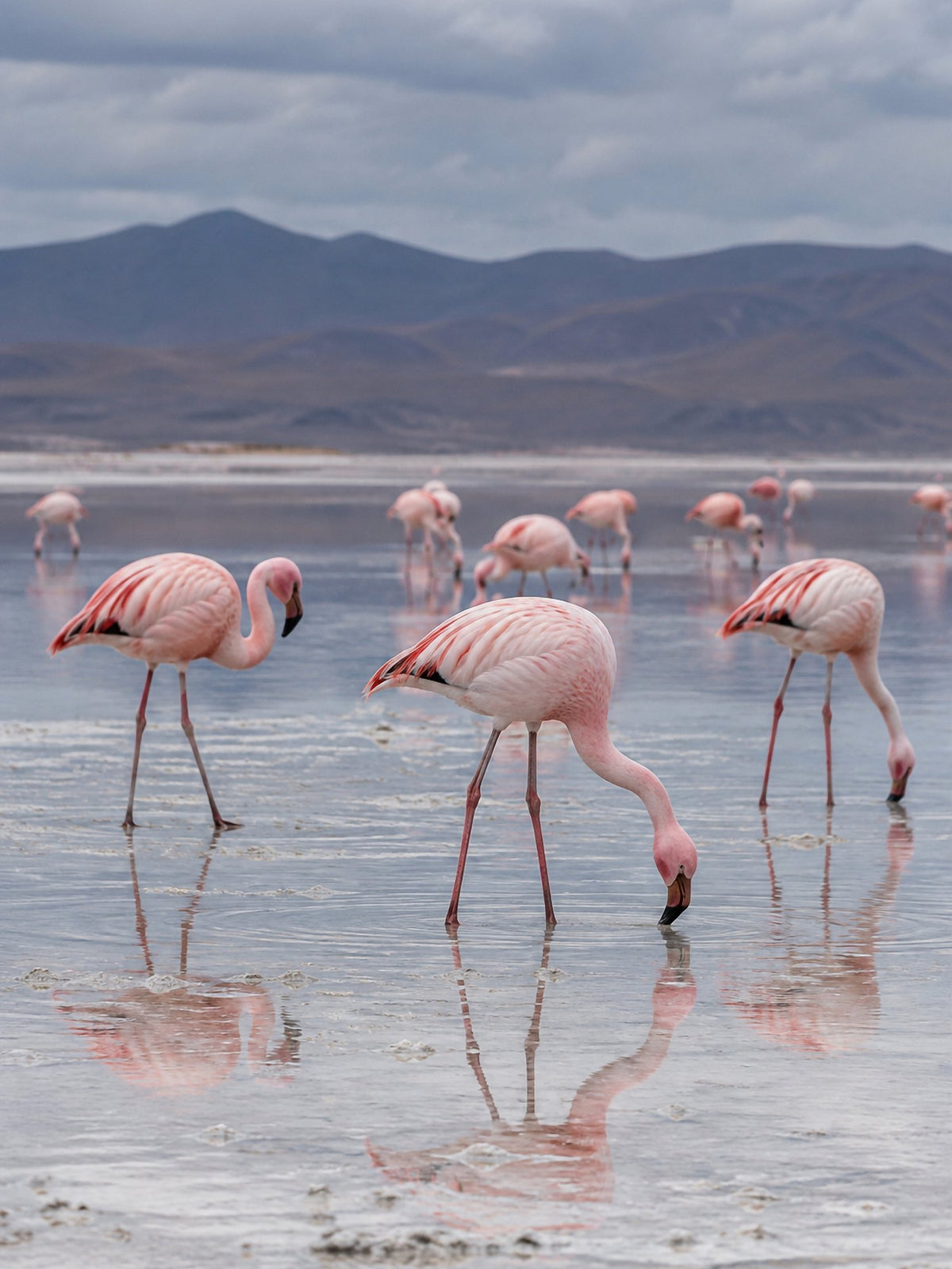 Poster encadré Flamants roses, lac sale — photo 2