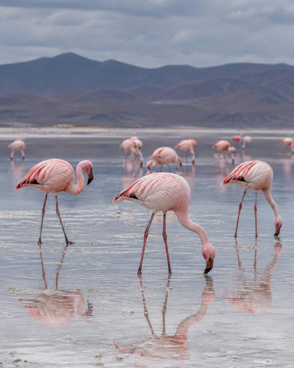 Poster encadré Flamants roses, lac sale — photo 3