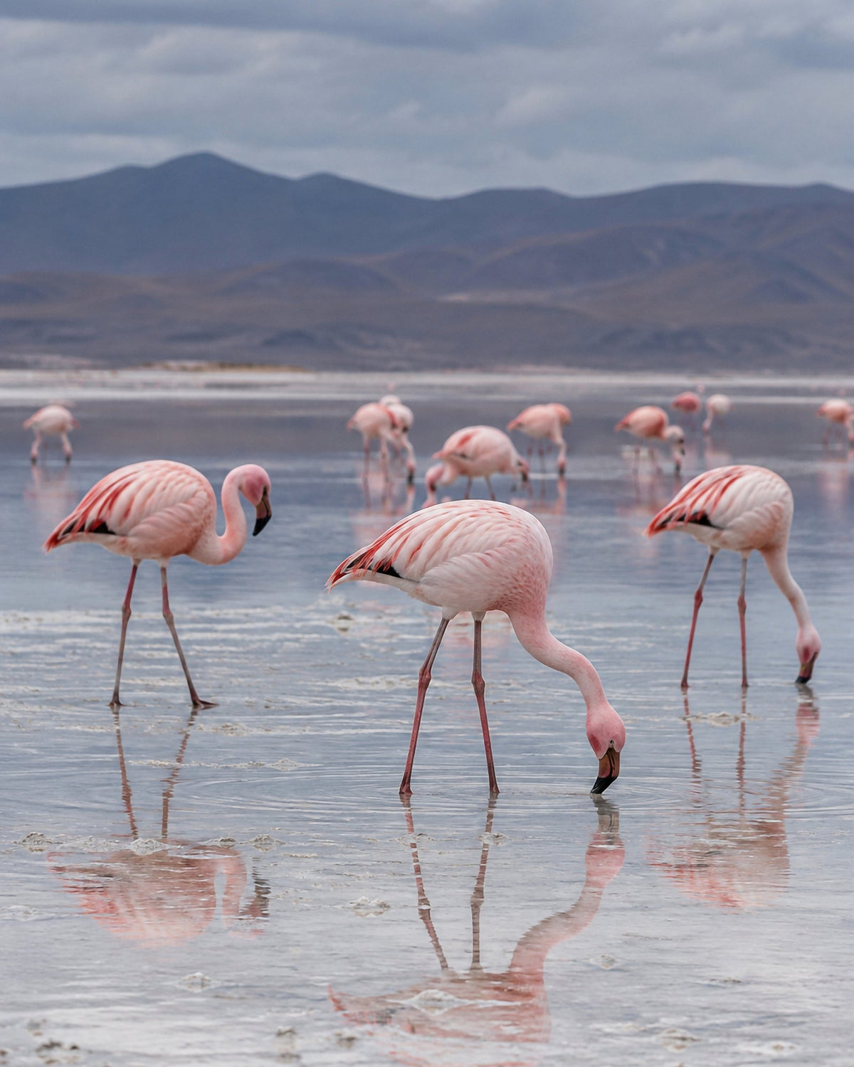 Poster encadré Flamants roses, lac sale — photo 3