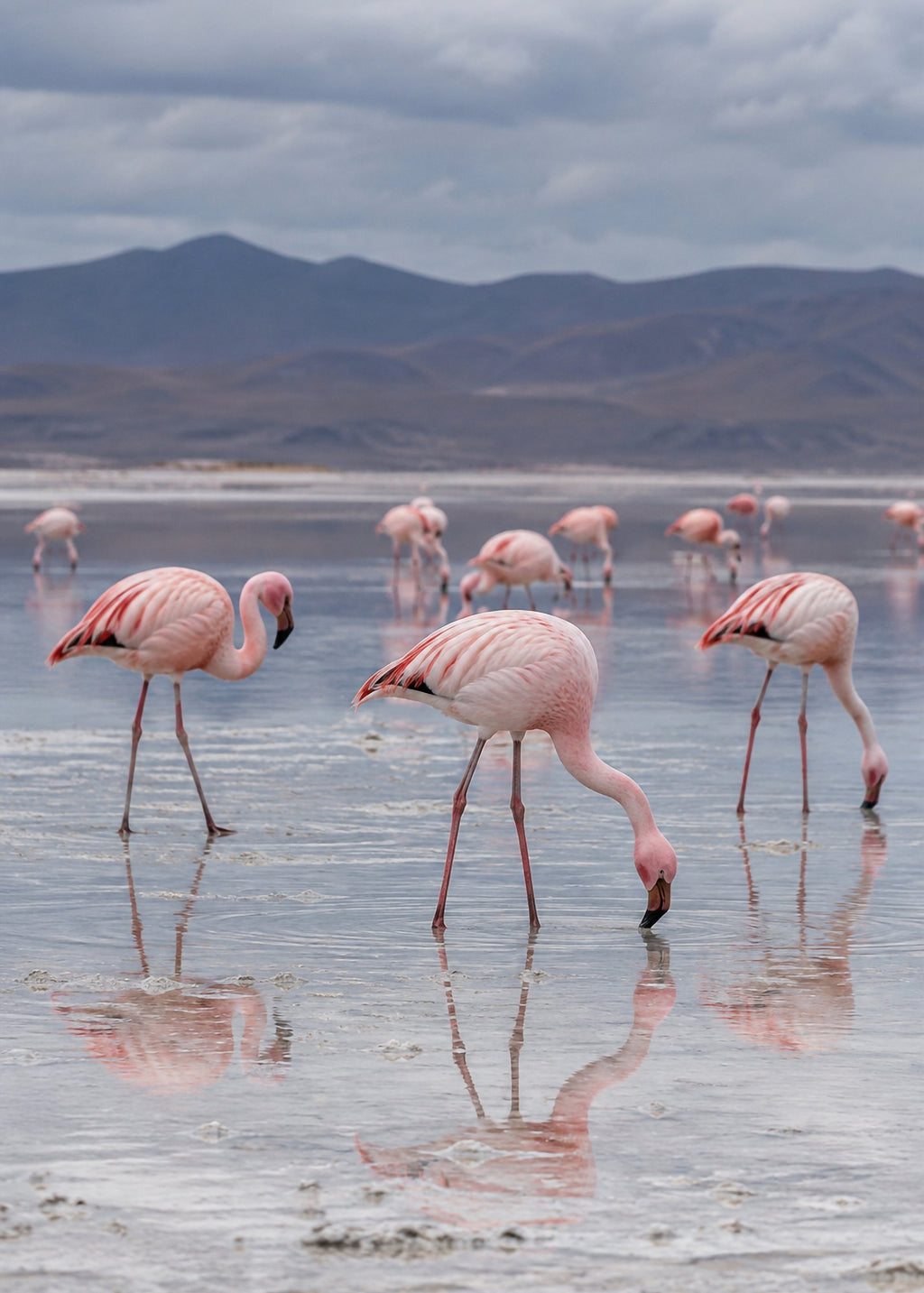 Poster encadré Flamants roses, lac sale — photo 4