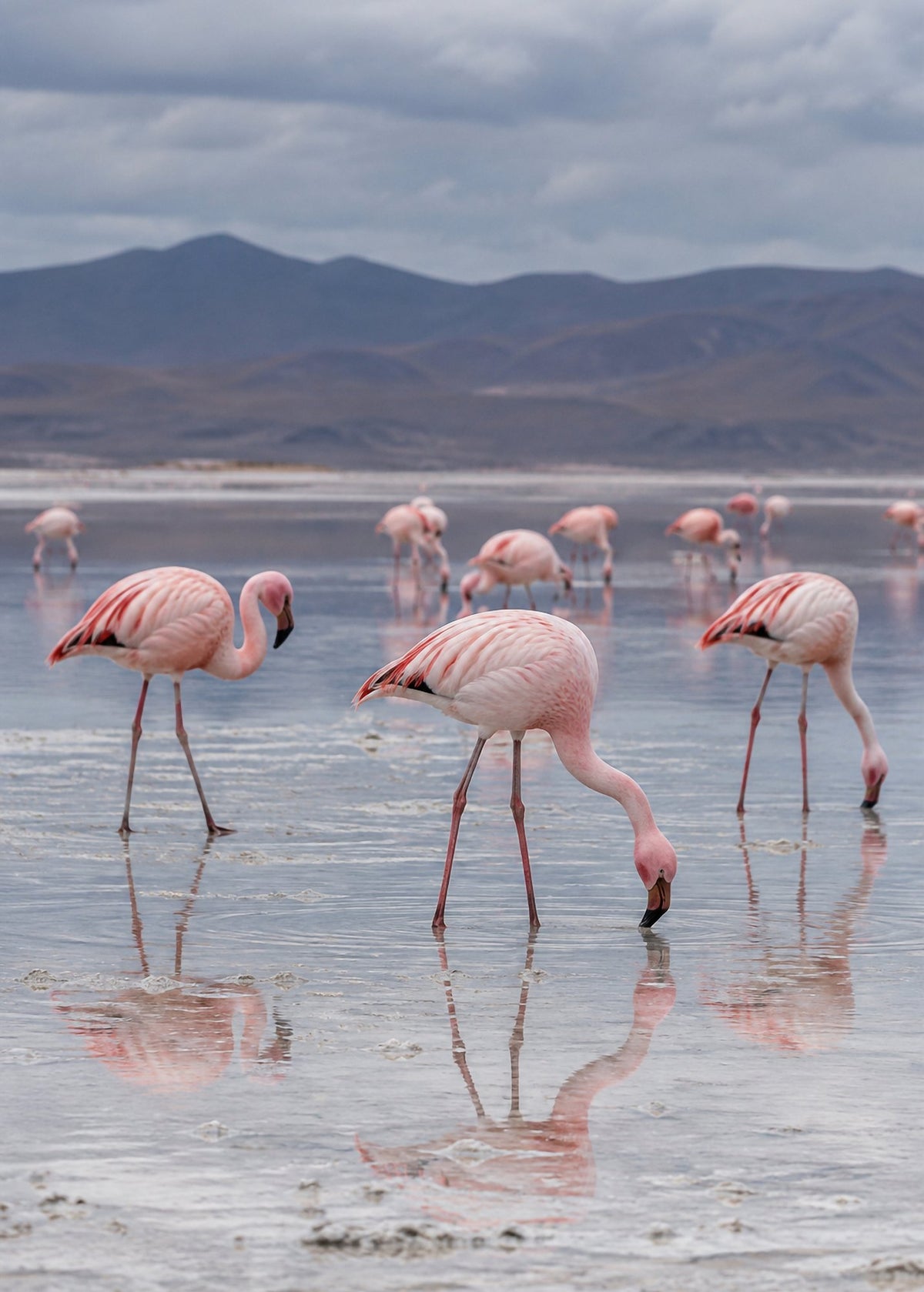Poster encadré Flamants roses, lac sale — photo 4