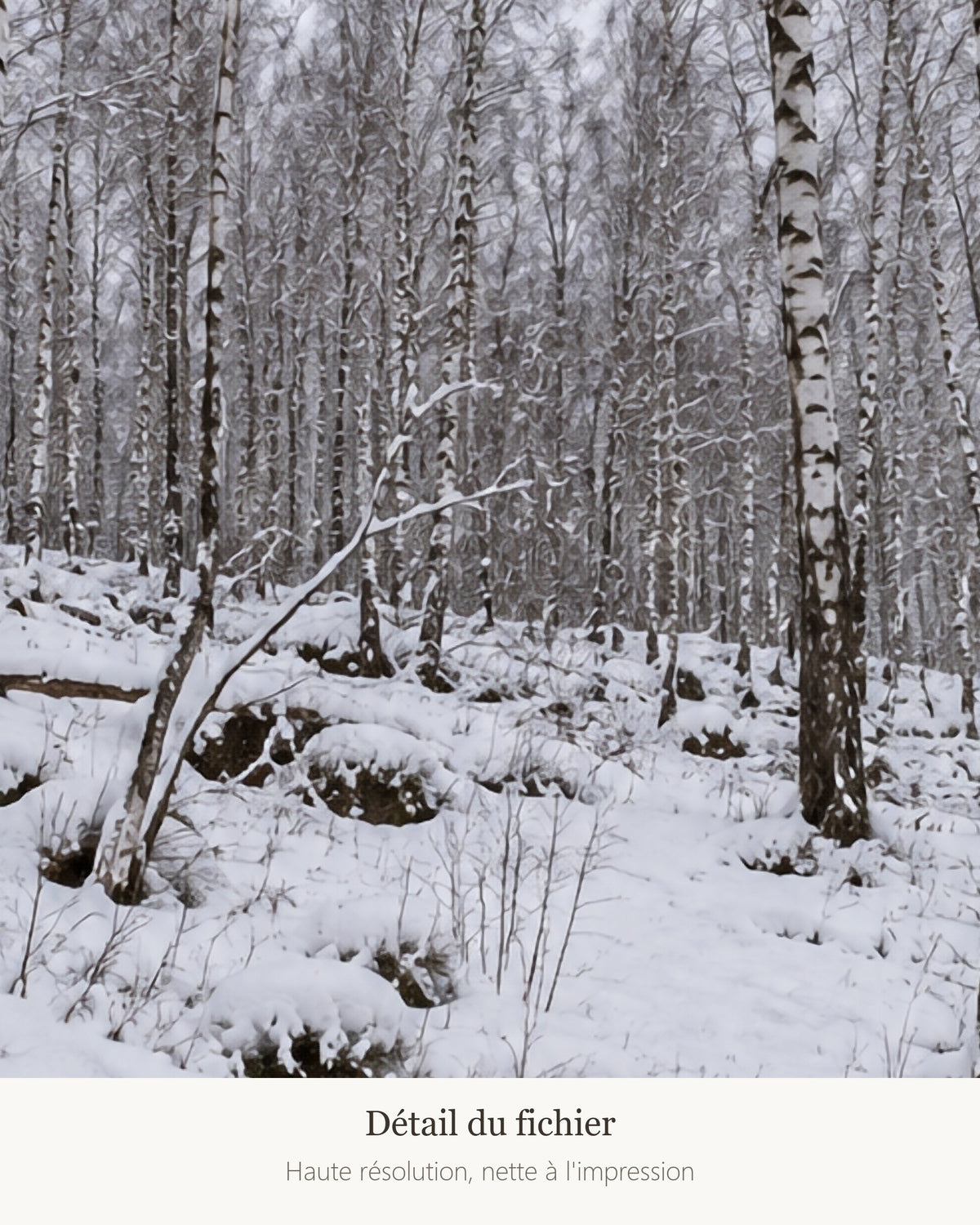 Poster Forêt de bouleaux sous la neige — détail de l'illustration
