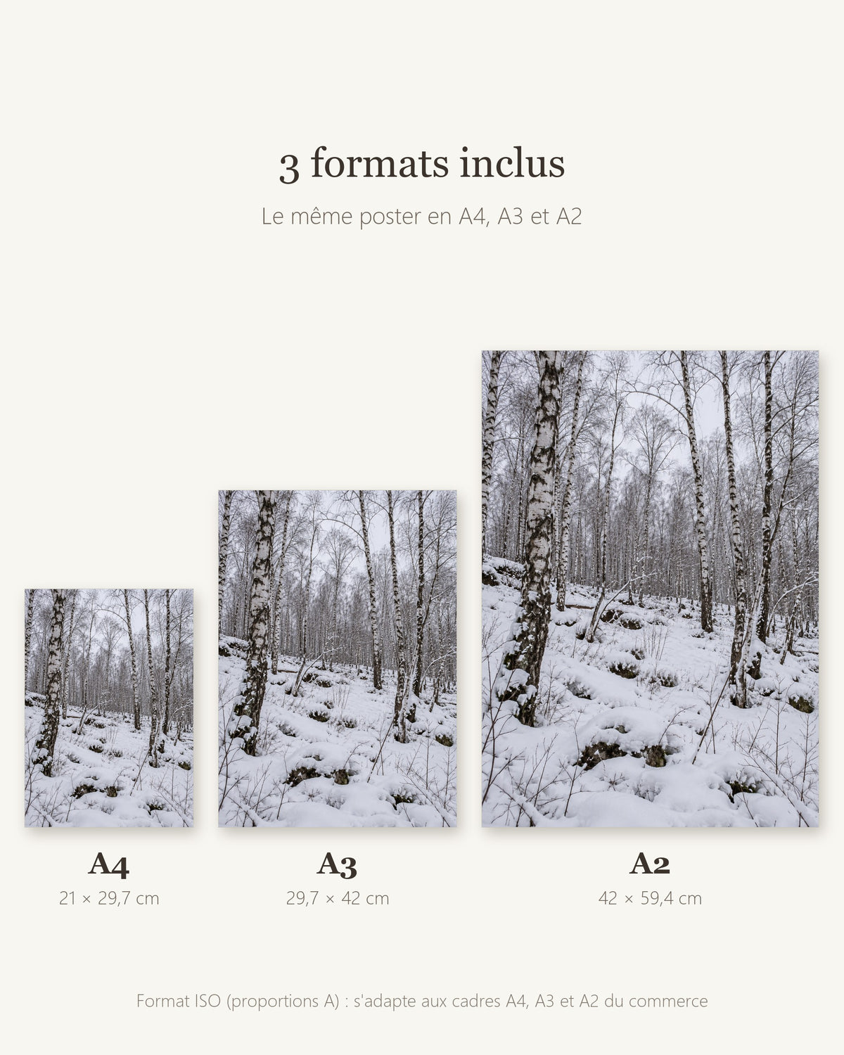 Poster Forêt de bouleaux sous la neige — formats A4, A3 et A2