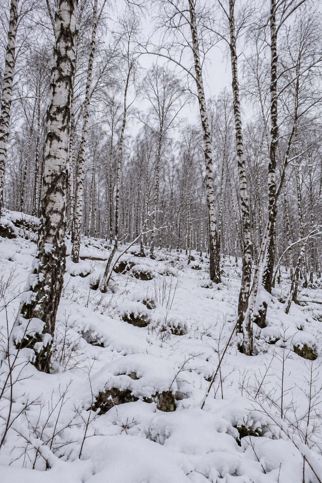Poster Forêt de bouleaux sous la neige — affiche à imprimer