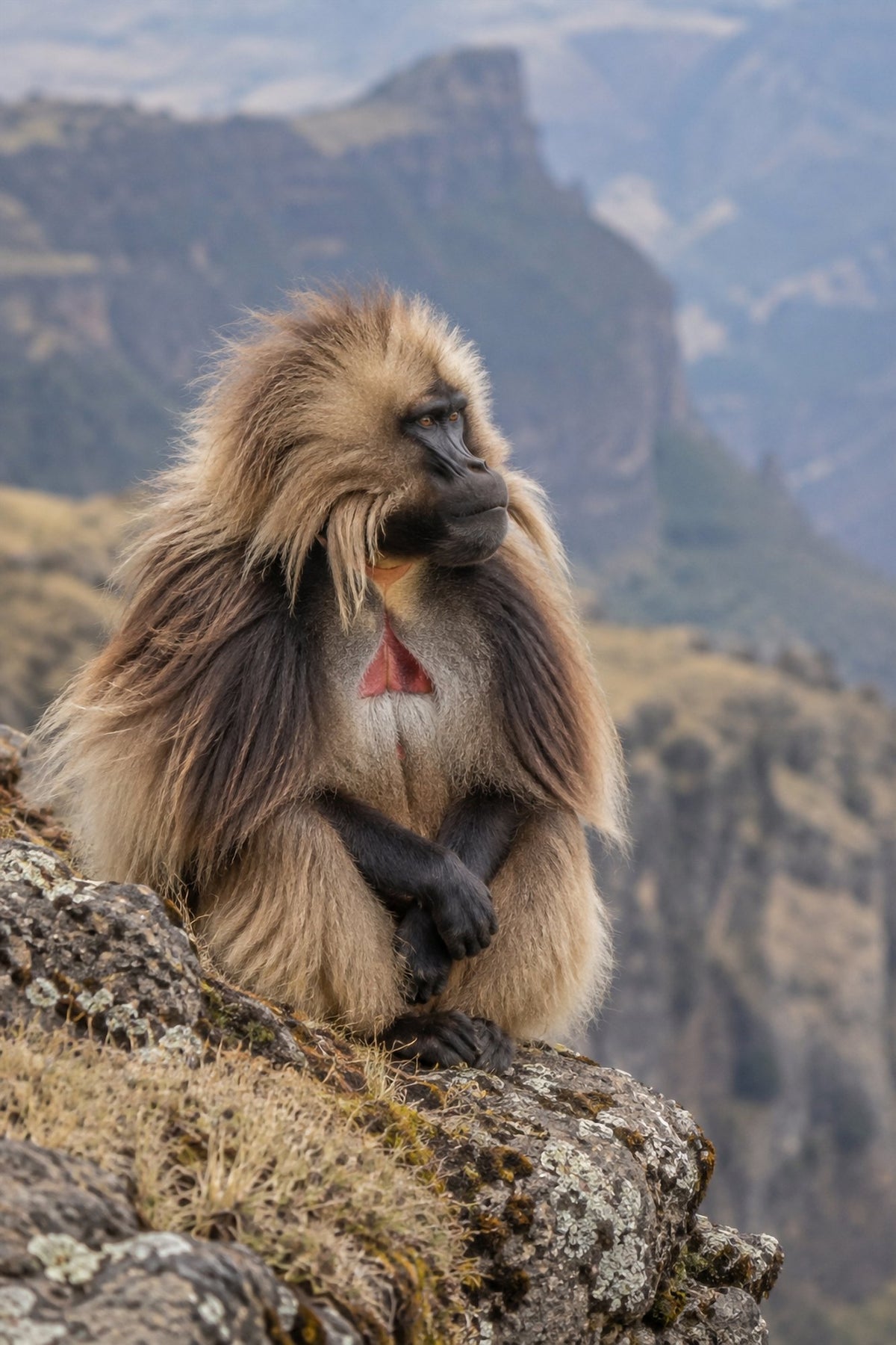 Poster encadré Gelada, monts Simien — photo 1