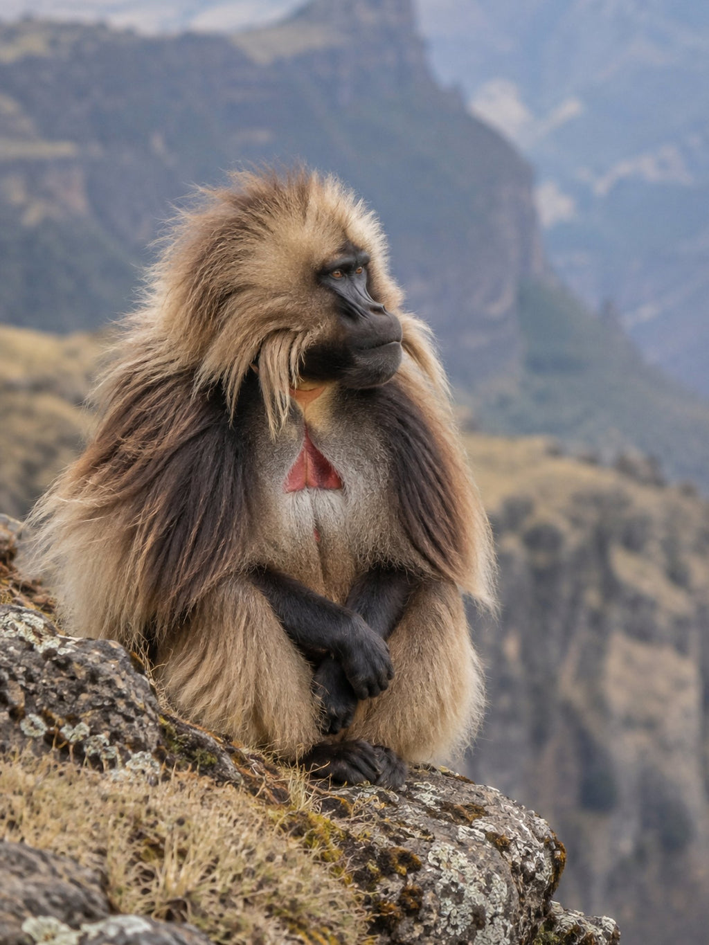 Poster encadré Gelada, monts Simien — photo 2