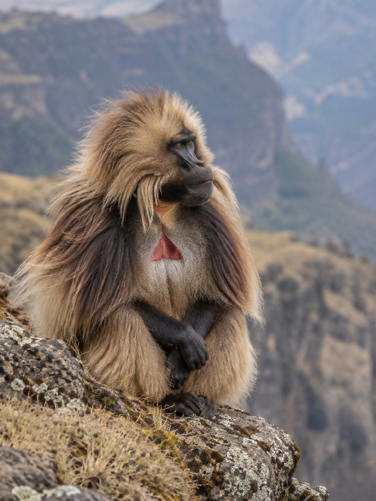 Poster encadré Gelada, monts Simien — photo 2