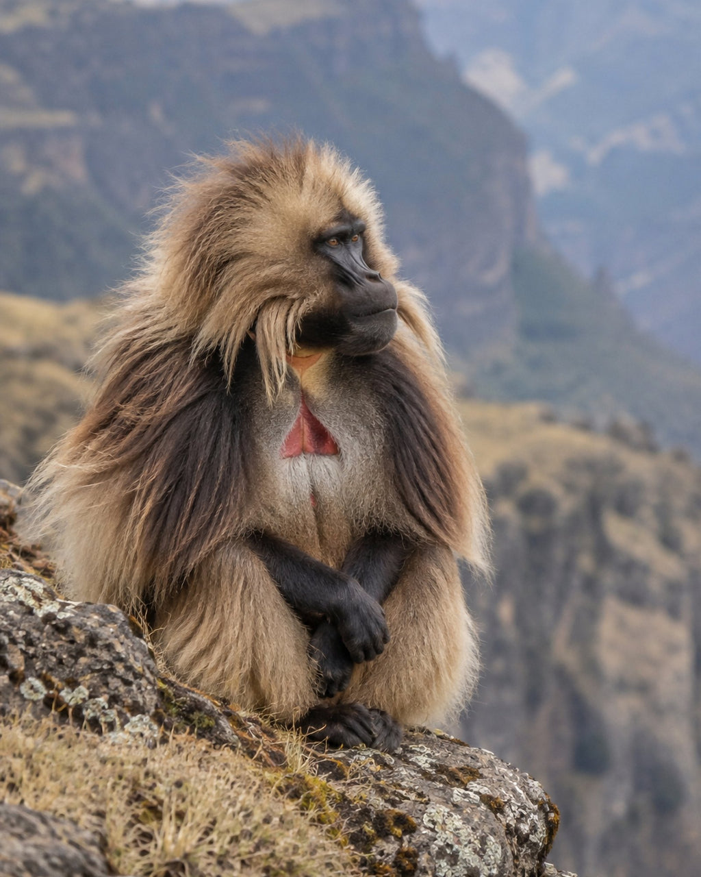 Poster encadré Gelada, monts Simien — photo 3